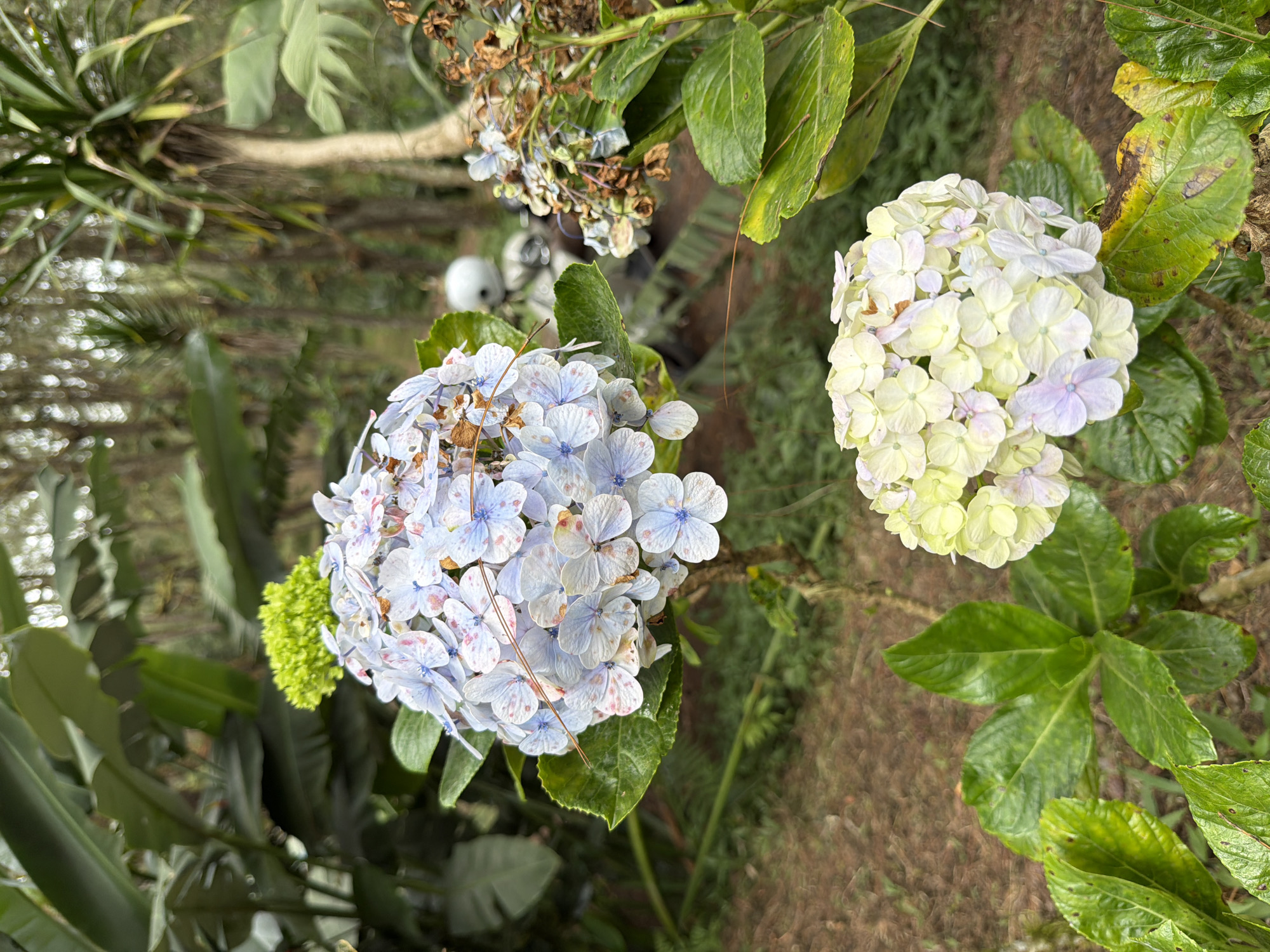 In Kintamani, Indonesia, two clusters of hydrangeas are visible. The larger cluster, positioned in the upper left of the frame, displays light blue and white petals with reddish speckles. A small, bright green bud emerges from its center. The second cluster, located in the lower center, features pale yellow and white petals with subtle hints of purple. The hydrangeas are surrounded by lush green leaves, some of which show signs of browning and decay. In the background, a blurred scene unfolds with tall trees and foliage, and a white helmet is discernible on what appears to be a motorcycle. The ground is covered with a mixture of soil and dried leaves.