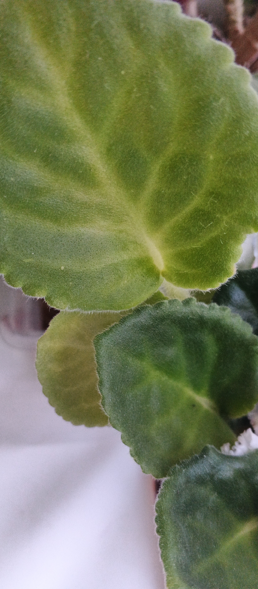 This is a close-up, vertically oriented, full shot of several fuzzy green leaves of an African violet plant. The leaves have a scalloped edge and prominent veins. The lighting creates a bright highlight on the upper left leaf, making it appear lighter green and almost yellow in some areas. The background is out of focus and appears to be a pale, possibly white or light gray surface, with a hint of reddish-brown in the upper right corner, suggesting the plant is in a pot. There is no discernible location in Izhevsk, Russia, or any people or actions.