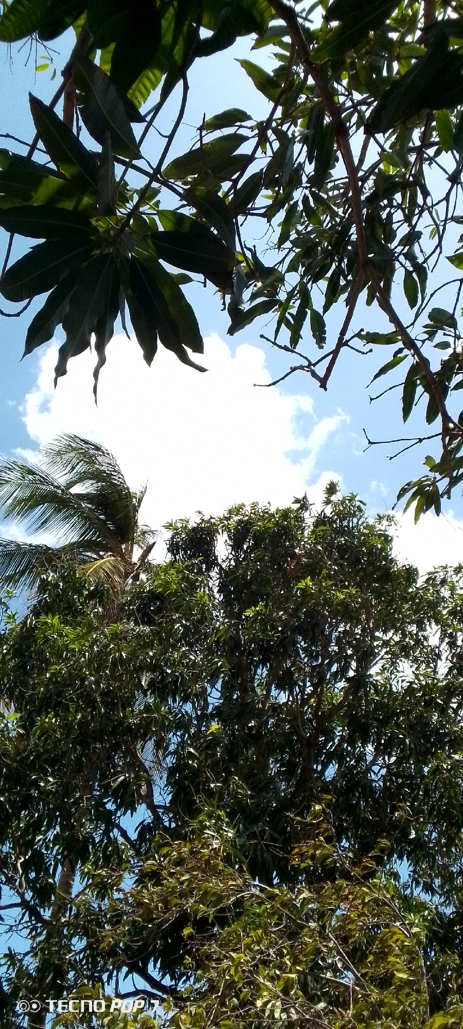 The image depicts a low-angle shot of trees against a sky with scattered clouds. Predominantly, the view is filled with the foliage of various trees, including what appears to be a palm tree on the left side. The location is Altagracia, Venezuela. There is no evidence of people or interactions. The environment appears to be a natural, outdoor setting dominated by vegetation.