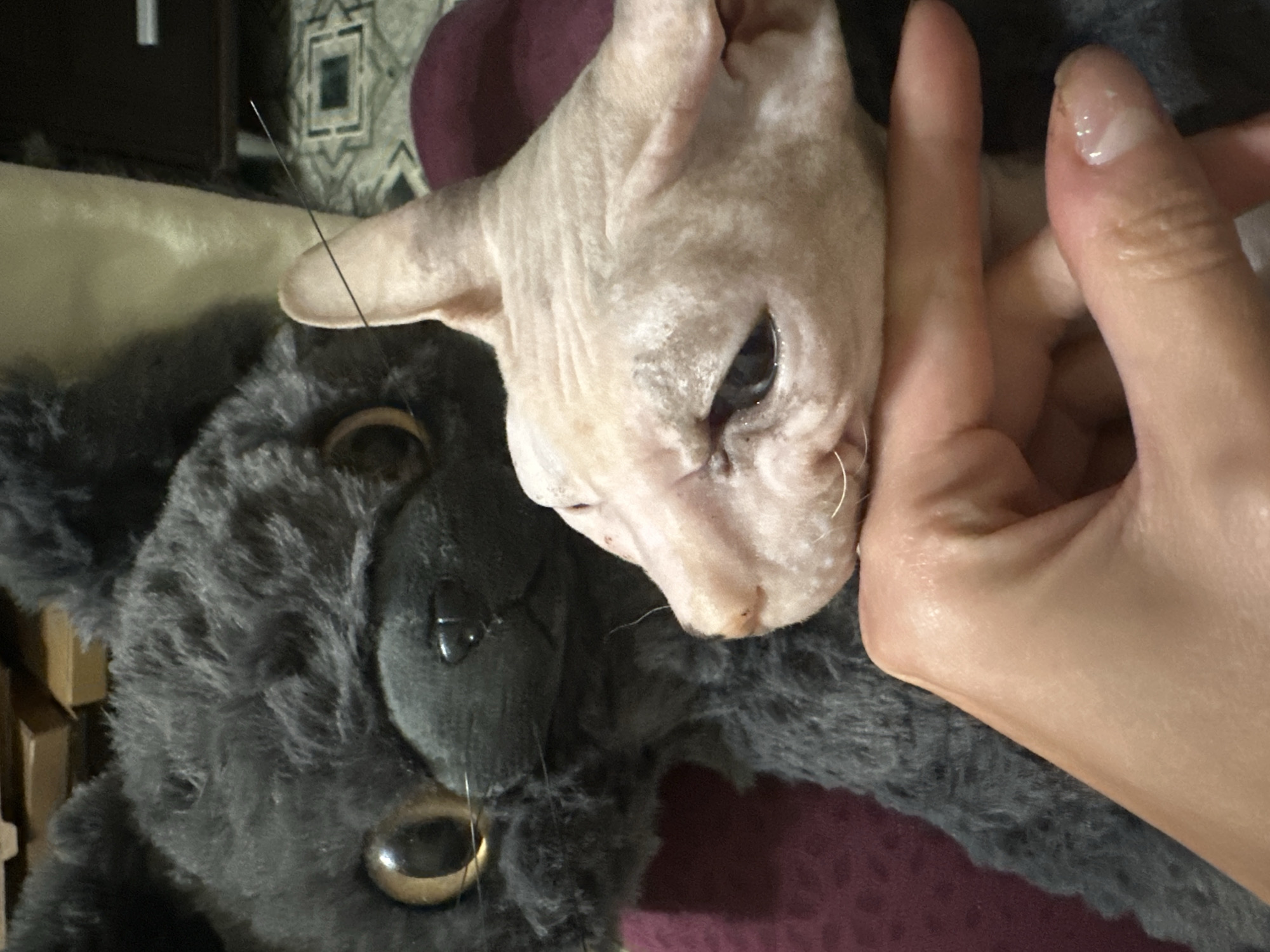 This is a close-up, medium shot of a person's hand holding a hairless cat's head, which is positioned in front of a large, dark gray stuffed animal that resembles a cat or bear. The stuffed animal's large, golden eyes and black nose are visible. The hairless cat is light-skinned and has its eyes partially closed, with visible wrinkles on its face. A single black whisker extends from the cat's face towards the stuffed animal. The person's fingers are visible, gently supporting the cat's head, and their fingernails have clear polish. The background is blurred, showing elements of an indoor setting with a patterned floor and what appears to be furniture. The image does not contain any information to place it in Togliatti, Russia.