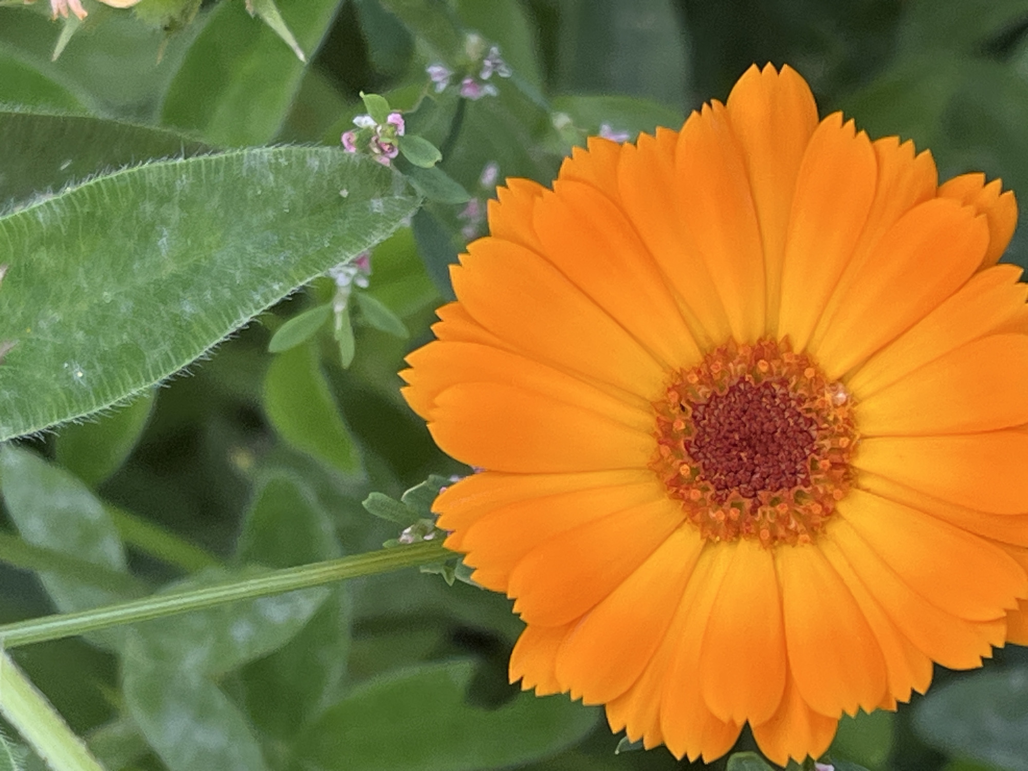 This is a close-up, vertical, eye-level shot of an orange calendula flower in bloom. The flower is in the foreground, taking up most of the frame, with its vibrant orange petals fanning out. The center of the flower is a darker reddish-brown color. In the background, out of focus, are green leaves and stems, and a few small pink and white flowers. The lighting is natural, suggesting it was taken outdoors during the day. There are no people visible in the image.
The specific location in the city of Il'ino, Russia, cannot be determined from the image alone.