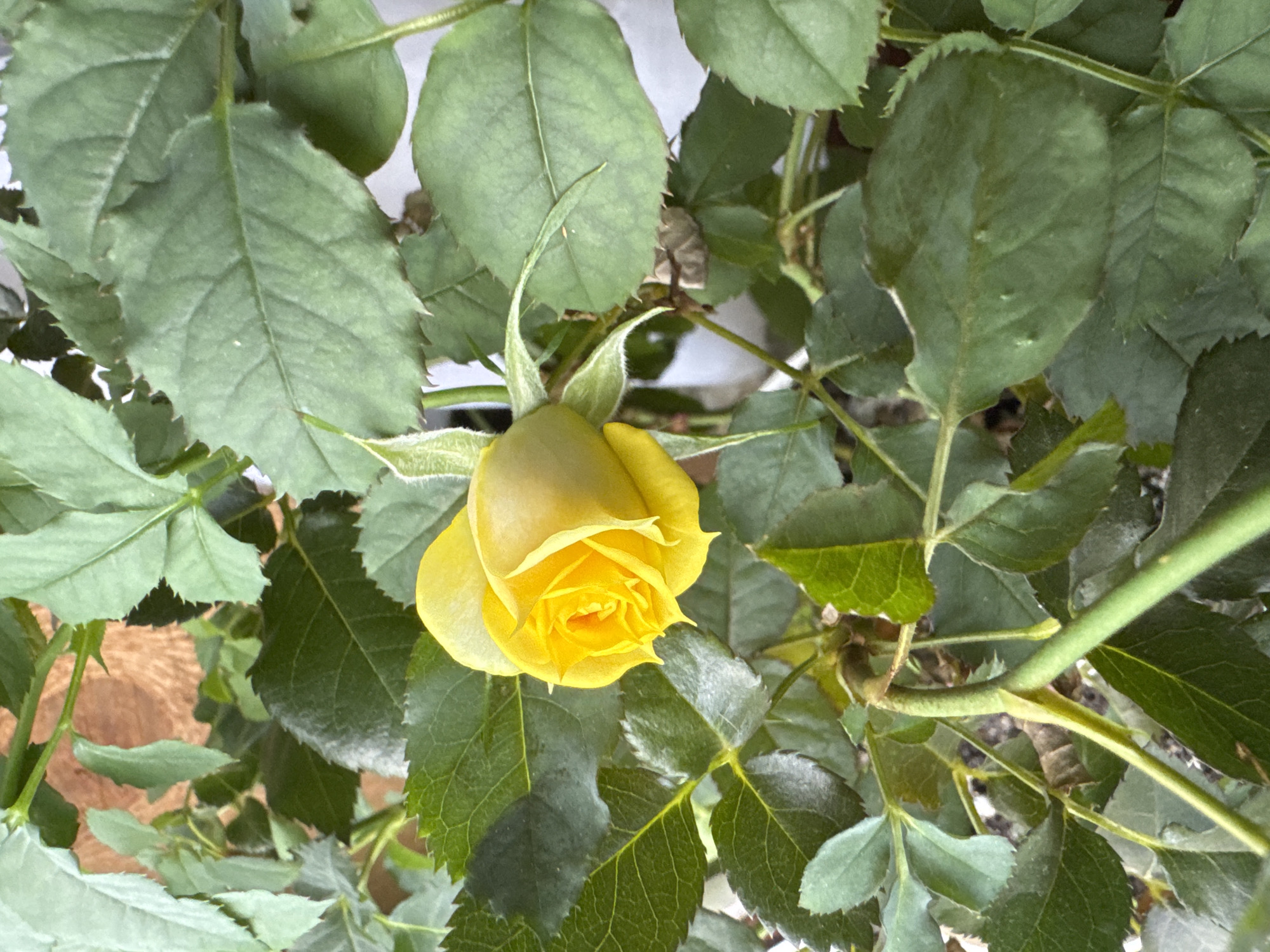 A close-up shot depicts a partially opened yellow rose amidst green foliage. The leaves surrounding the rose display a textured surface with visible veins. The environment appears to be outdoors, potentially a garden or natural setting. There are no people visible. The location of Раздолье, Russia is not verifiable within the visible content of the image.