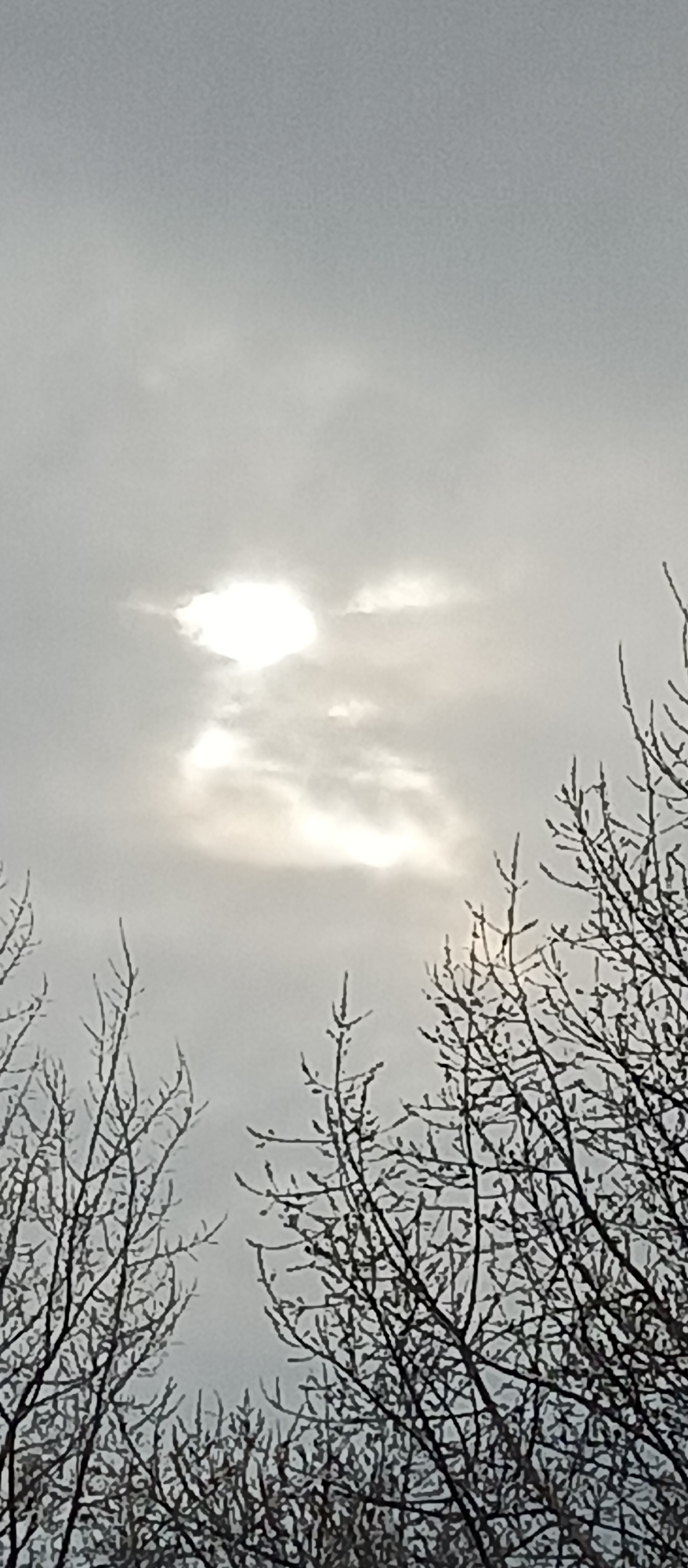 A low-angle shot captures a cloudy sky partially obscured by bare branches, with the sun's light peeking through the clouds. The branches are silhouetted against the overcast sky. The location is indeterminate.