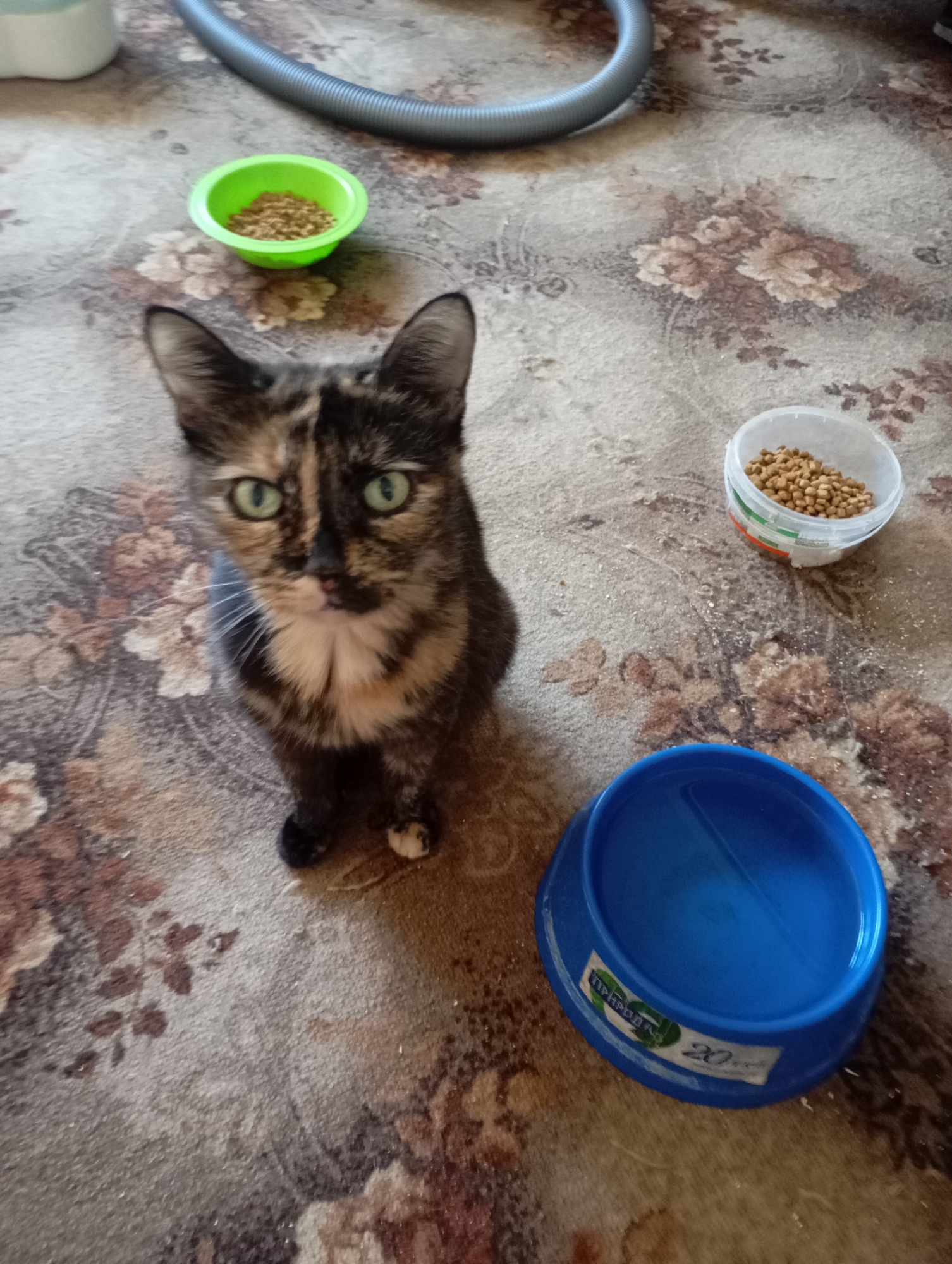 A tortoiseshell cat with green eyes sits on a carpet with a floral pattern. In front of the cat is an empty blue food bowl. To the right of the cat is a white bowl filled with dry cat food. To the left of the cat is a small green bowl also filled with dry cat food. A gray vacuum cleaner hose is visible in the background. There is no indication of the location being Kharkiv, Ukraine.