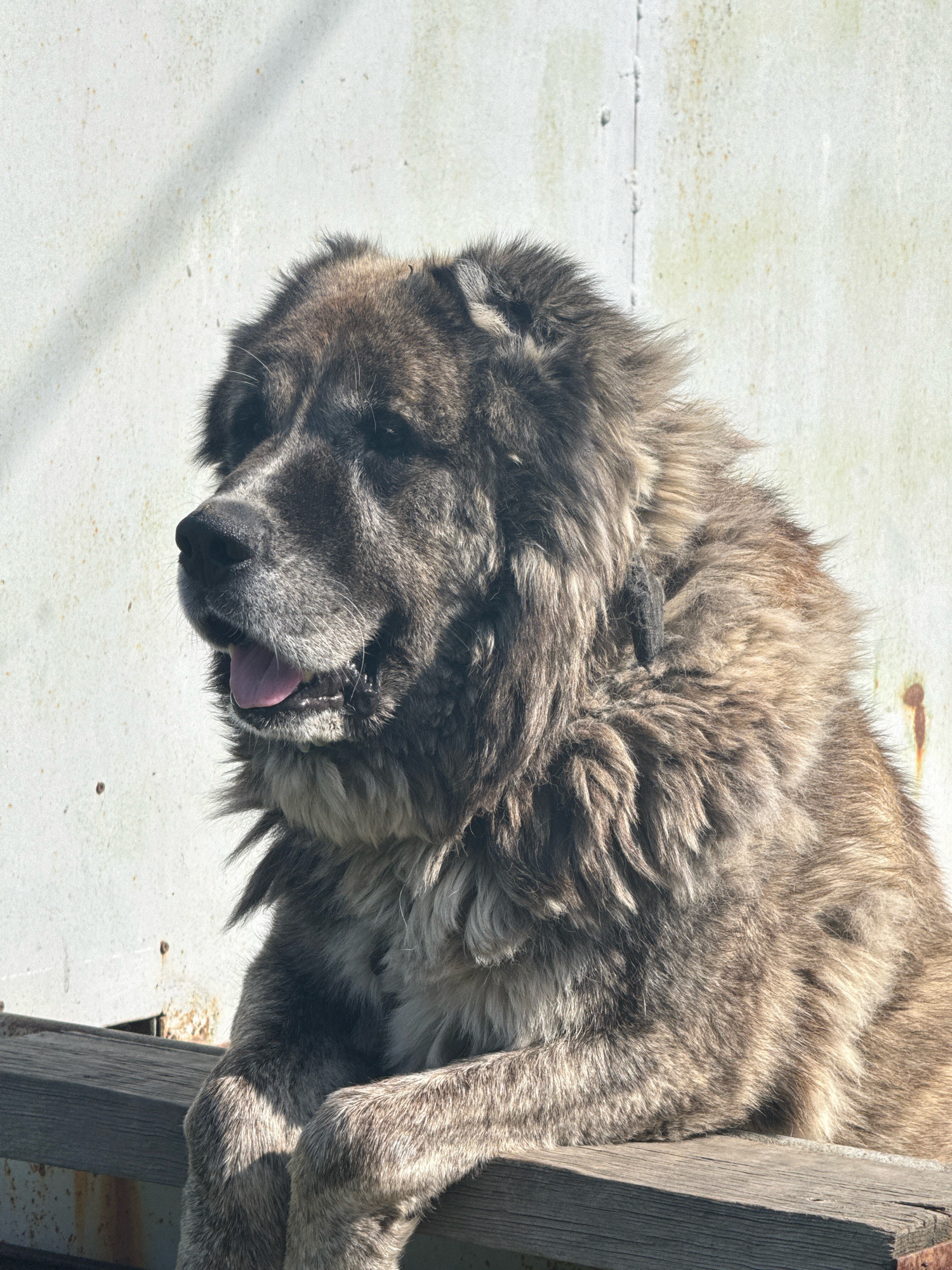 An outdoor, medium-shot image captures a large, fluffy Caucasian Shepherd dog sitting on a wooden surface. The dog is facing left in profile, with its mouth open and tongue slightly out. Its fur is a mix of dark brown, grey, and lighter tan tones, with a thick mane around its neck and chest. The background is a light-colored, textured wall, possibly metal, with some rust stains visible on the right side. Shadows from an unseen object are cast across the dog and the background. The dog's paws are resting on the wooden beam. The location is described as Шідерті кенттік әкімдігі, Kazakhstan.
