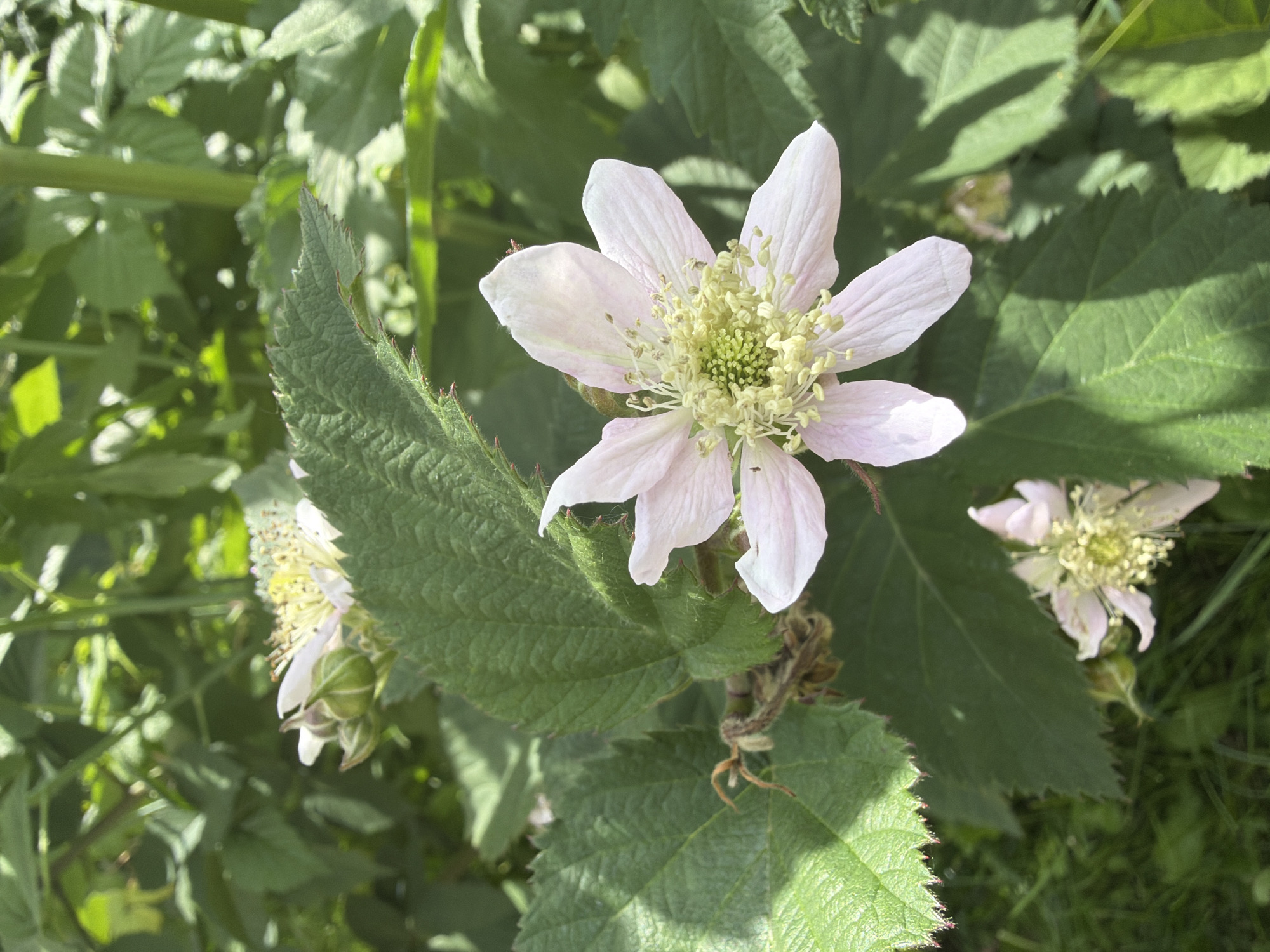 In a sun-dappled garden, possibly located in Kazan, Russia, a delicate pink and white blackberry flower takes center stage. The flower, with its five petals gently unfurling, reveals a vibrant yellow center composed of numerous stamens. Several green leaves, some with serrated edges, provide a lush backdrop, their surfaces textured and catching the sunlight. A small green bud, hinting at future blooms, sits near the main flower. In the lower portion of the frame, another, smaller blackberry flower, also pinkish-white, peeks out from beneath the foliage. The surrounding environment appears to be a natural setting with hints of green grass and other greenery, suggesting a warm, possibly summer day. The scene is serene and focused on the beauty of the blooming blackberry plant.