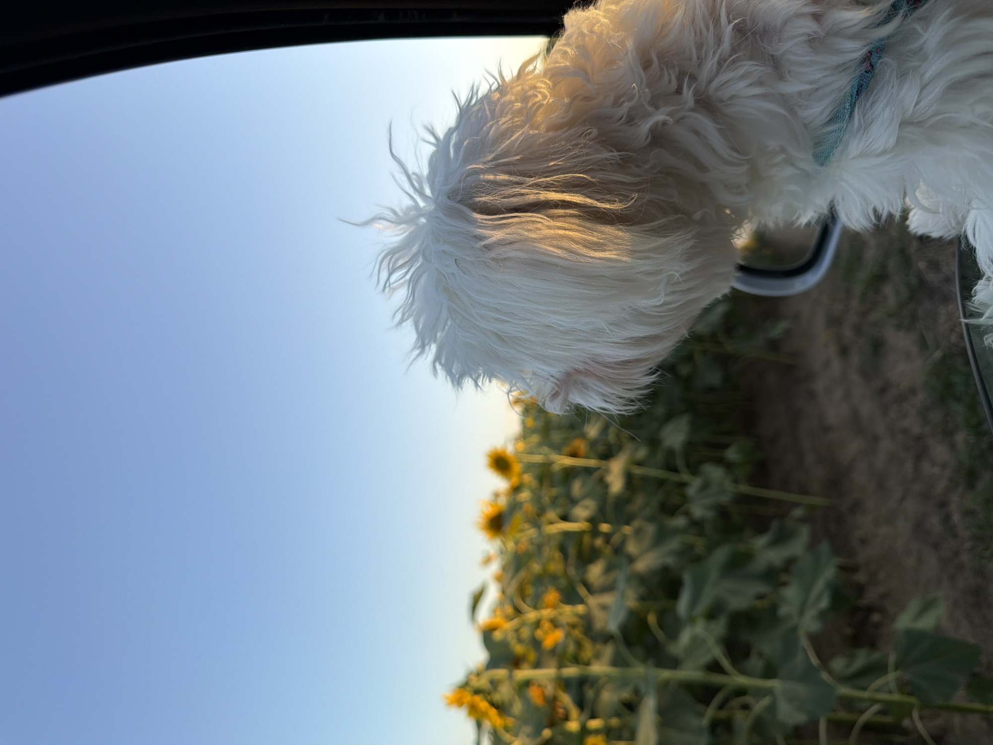 A small, fluffy white dog with scruffy fur is looking out of a car window at a field of sunflowers under a clear blue sky. The dog's head and upper body are visible from the side, with its fur illuminated by golden sunlight. The dog is wearing a blue and red leash. In the background, a large field of sunflowers is visible, with their yellow heads turned towards the setting sun. The ground is dry and appears to be agricultural land. The scene is set in the city of Gradina, Bulgaria.