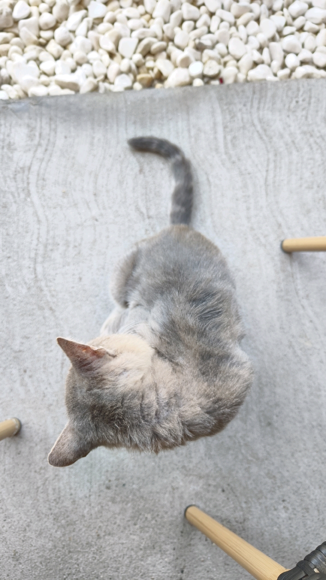 An aerial view shows a gray tabby cat sitting on a textured concrete surface. The cat is positioned in the center of the frame, facing away from the viewer and looking downwards. Its tail is curled upwards and over its back. The concrete surface has a pattern of wavy lines. To the top of the frame, a border of small, smooth, light-colored stones is visible. Two wooden dowels are partially visible on the right side of the image, and another dowel is visible on the left side. This scene is located in Предејане (варош), Serbia.