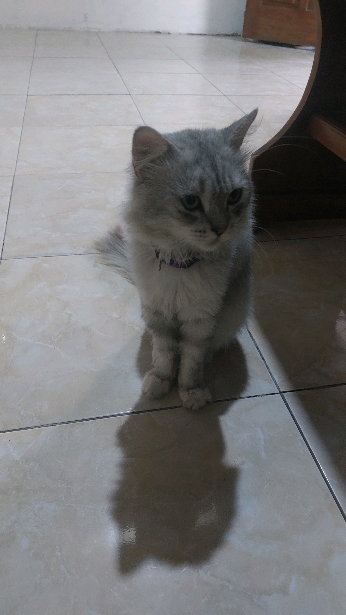 A fluffy, grey and white cat is sitting on a tiled floor, casting a shadow. The cat is wearing a purple collar and looking to the right. The floor is light-colored and appears to be indoors, possibly in a home in Jatirogo, Indonesia. The background is blurred but suggests a wall and a wooden object.