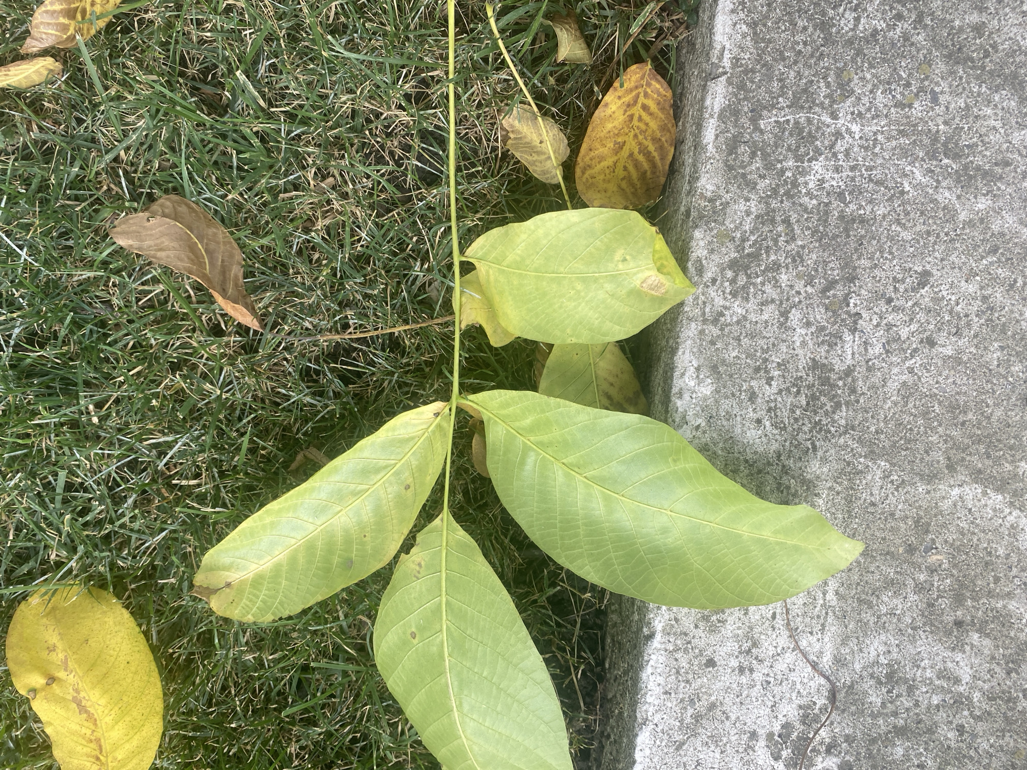 The image shows a close-up, overhead view of a concrete curb with fallen leaves scattered on both the grass and the curb. The leaves are primarily green and yellow, with some showing signs of browning and decay, indicating an autumn setting. The grass is green with some dry patches. The concrete curb has a rough texture and appears weathered. There are no people or animals visible in the image. The scene suggests a public outdoor space, possibly a park or a residential sidewalk, in Târgu Neamț, Romania, during the fall season.