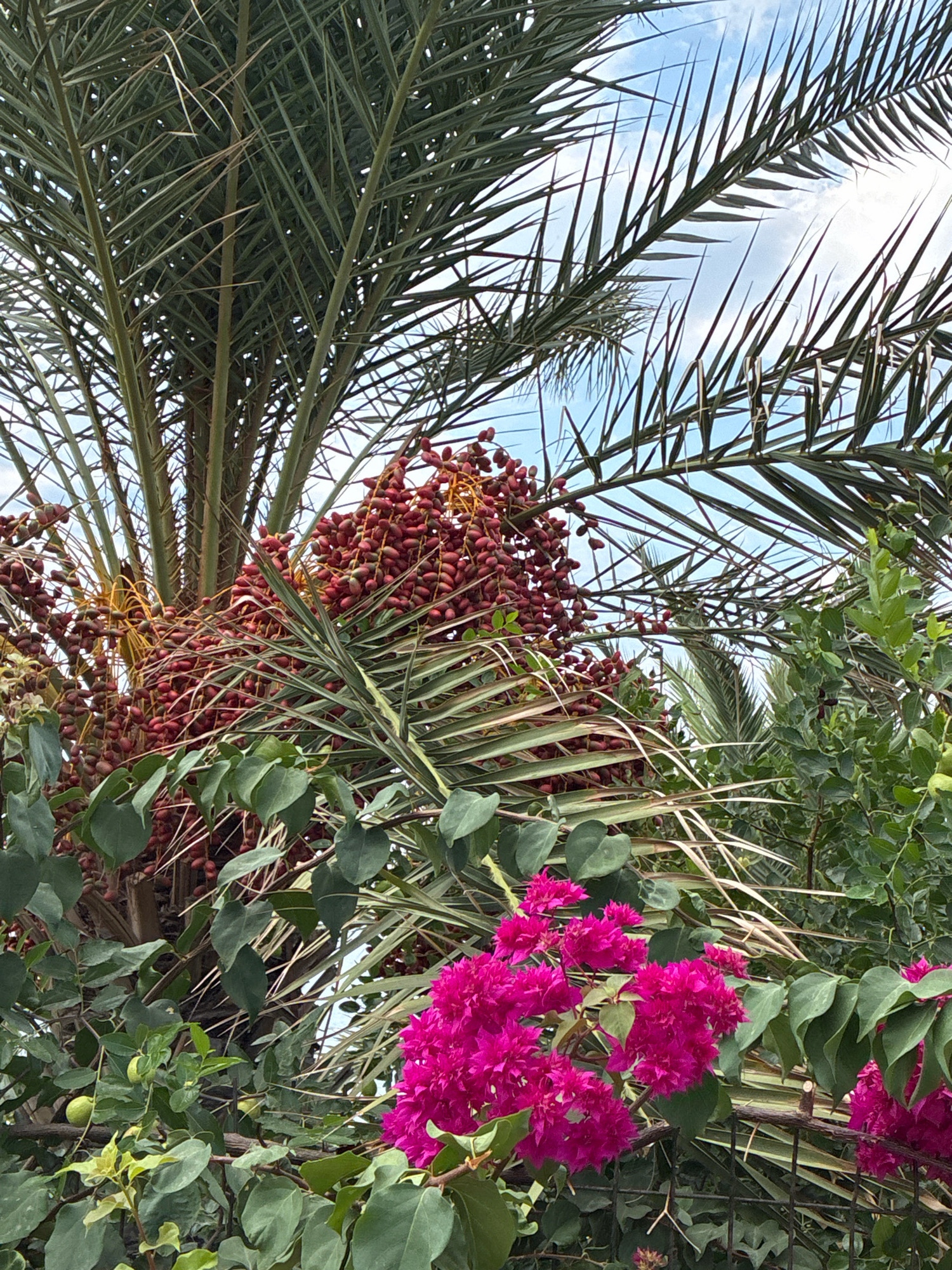 The image captures a close-up view of a date palm tree laden with clusters of ripe, red dates, set against a backdrop of a bright blue sky with scattered white clouds. The palm fronds are a lush green, with sharp, pointed leaves arching upwards and outwards. In the foreground, vibrant pink bougainvillea flowers spill over a dark wire fence, adding a splash of color and contrast to the scene. Interspersed among the palm's foliage are some green leaves and a few small, round green fruits, possibly from another plant growing nearby. The overall impression is of a tropical or subtropical garden environment, likely in Alanya, Turkey, where such vegetation thrives. There are no people or animals visible in the frame.