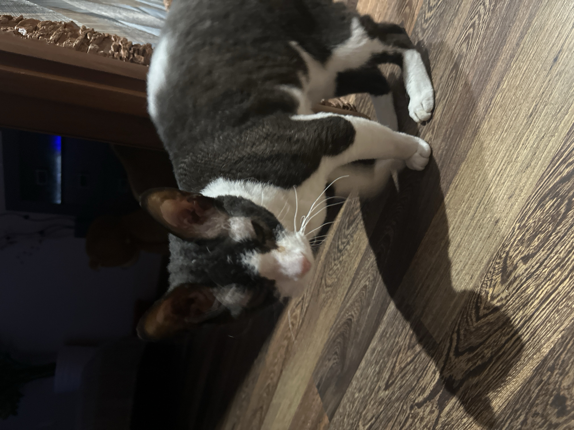 The media file displays a close-up, low-angle shot of a black and white cat, likely a Cornish Rex due to its curly fur, lying on a wooden floor. The cat is positioned in the center of the frame, with its head tilted towards the viewer, revealing its distinctive large ears and whiskers. Its body is curled, with its paws visible. The background is partially obscured by the cat, but suggests an indoor setting with a dark, blurry area on the left, possibly furniture or a wall. The floor has a distinct wood grain pattern. The lighting appears to be artificial, casting a shadow of the cat on the floor to the right. The overall mood is relaxed and intimate, focusing on the animal. There is no visible text in the image. The location context provided is Sayanogorsk, Russia, but this cannot be visually confirmed from the image itself.
