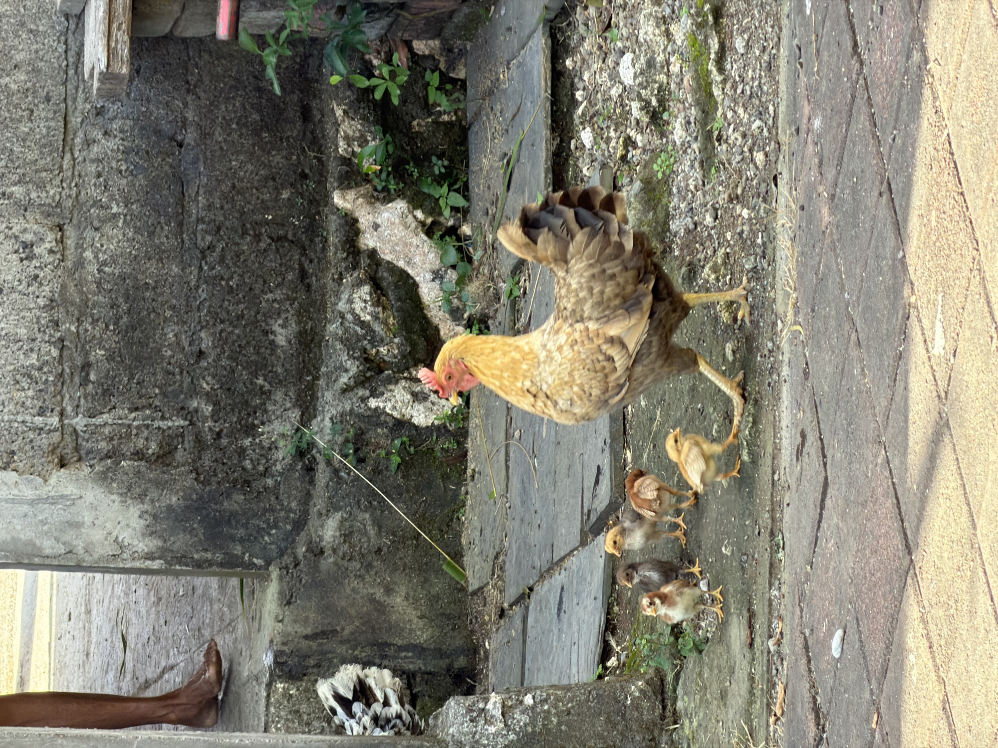 A mother hen, a common sight in Kuta Selatan, Indonesia, is seen with her brood of chicks on a paved pathway. The hen, a light brown and tan color, stands alert, facing to the left, with her chicks clustered around her. Five chicks are clearly visible; one is bright yellow, two are brown, and two are a mottled brown and white. They appear to be walking on the path, with the mother hen observing them. The environment suggests an outdoor, possibly rural or semi-urban setting, consistent with residential areas in Kuta Selatan. The ground is a mixture of rough gravel and paved brick sections. In the background, there is a rough, textured concrete wall and some greenery, indicating a typical Indonesian landscape. A person's bare foot and lower leg are visible in the upper left of the frame, stepping onto the path from a higher level, suggesting the presence of humans in the vicinity.