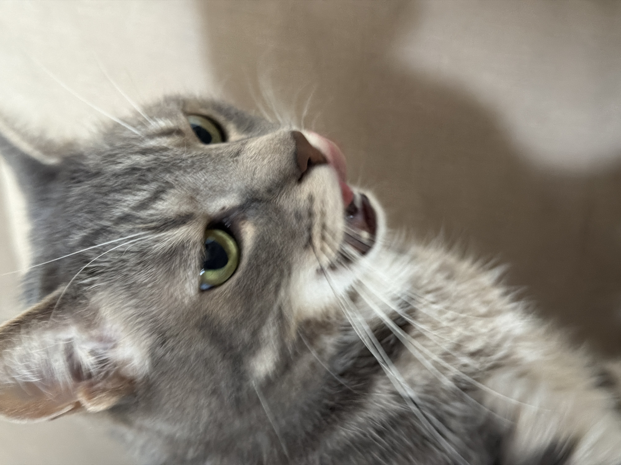 A close-up, angled shot features a grey tabby cat with green eyes, licking its nose with a pink tongue. The background is a blurry, neutral beige color. The cat's ear is visible on the left. The location of the image is unknown and cannot be determined to be Boreti, Montenegro.