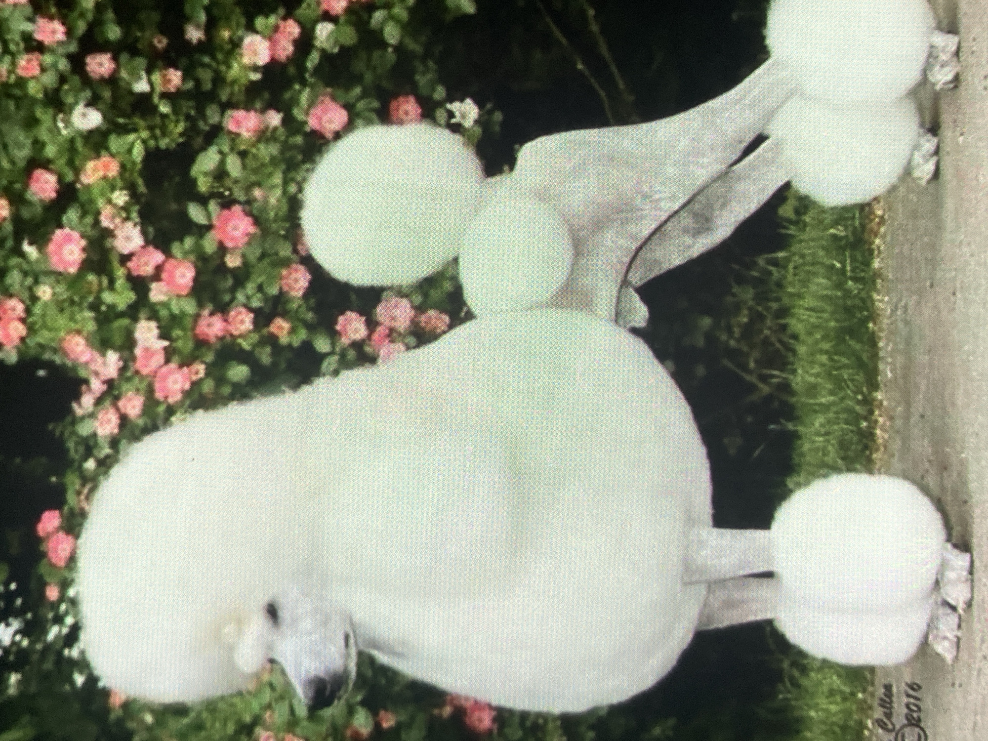 The image shows a white poodle with a meticulously groomed coat, standing in profile. The poodle has a rounded puff of fur on its head and a full, rounded body. Its legs are also trimmed with puffs of fur at the ankles and feet. The dog is standing on a paved surface, with a patch of green grass and a bush with pink flowers in the background. A watermark in the lower left corner reads "Cullen ©2016". The scene does not contain any identifiable landmarks or features that would suggest a specific location within the city of Ustyvytsia, Ukraine, or any other city.
