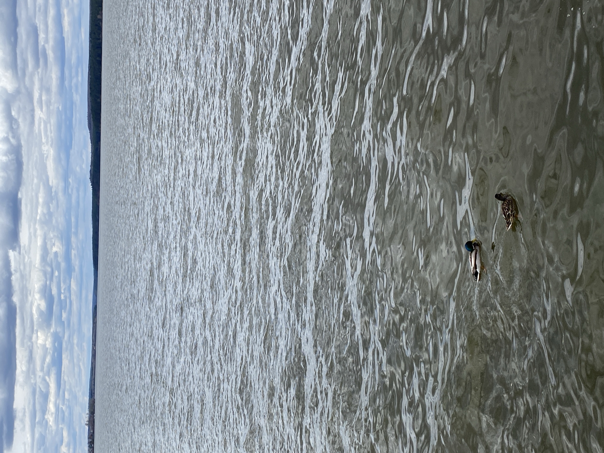 The image depicts a body of water, possibly a lake or wide river, with light reflecting off the surface creating a rippled texture. In the distance, on the left side of the image, there is a line of trees or vegetation along the shore and a sky with layered clouds above. There are two ducks swimming in the water in the foreground towards the right of the frame.
This body of water might be Lake Votkinsk in the city of Votkinsk, Russia.