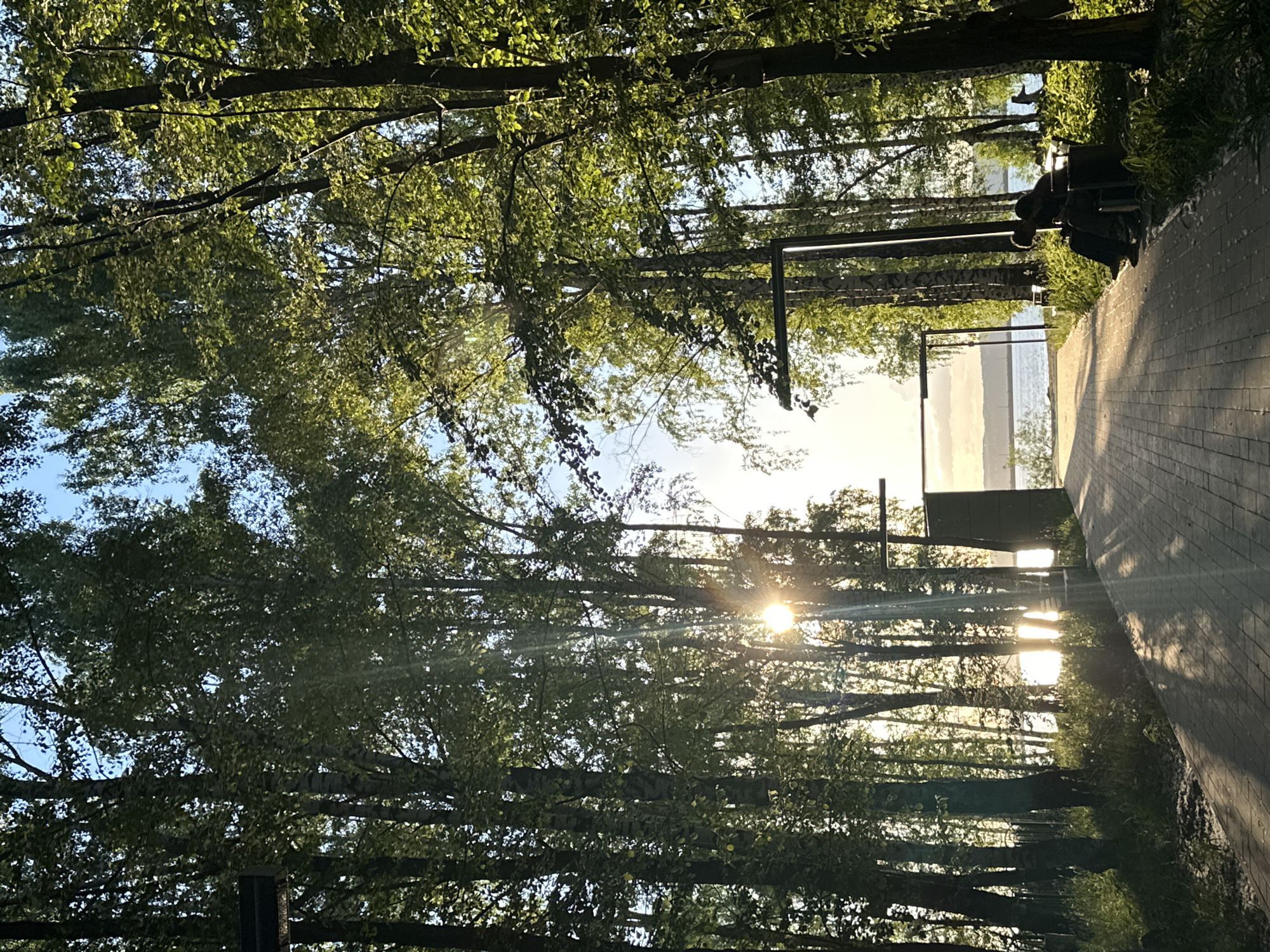 A park pathway in an unknown location is lined with trees that form a canopy overhead. A metal structure spans the pathway at intervals. The pathway is paved with bricks and extends toward a body of water visible in the distance. The sun is visible through the trees, creating a bright glare and long shadows on the pathway. Two objects that look like benches are located in the upper right of the image.