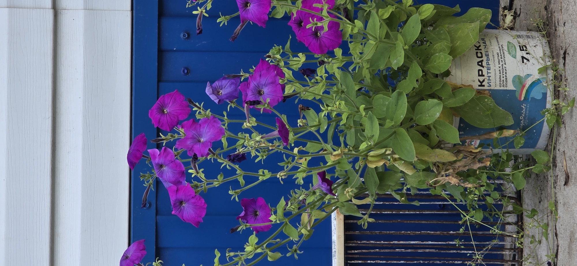 This is a vertical, medium shot photo of purple petunias growing in a white paint bucket, which is set against a dark blue background that appears to be a building or fence. The top of the frame shows a white horizontal siding. To the left of the flowers, a rusty metal grate is visible. The paint bucket has Cyrillic text and a rainbow graphic. The petunias are vibrant and in various stages of bloom, with lush green foliage. Some lower leaves show signs of yellowing or wilting. The ground is concrete. The scene suggests an outdoor setting in an urban environment, possibly a yard or balcony. The location is Lensk, Russia.
