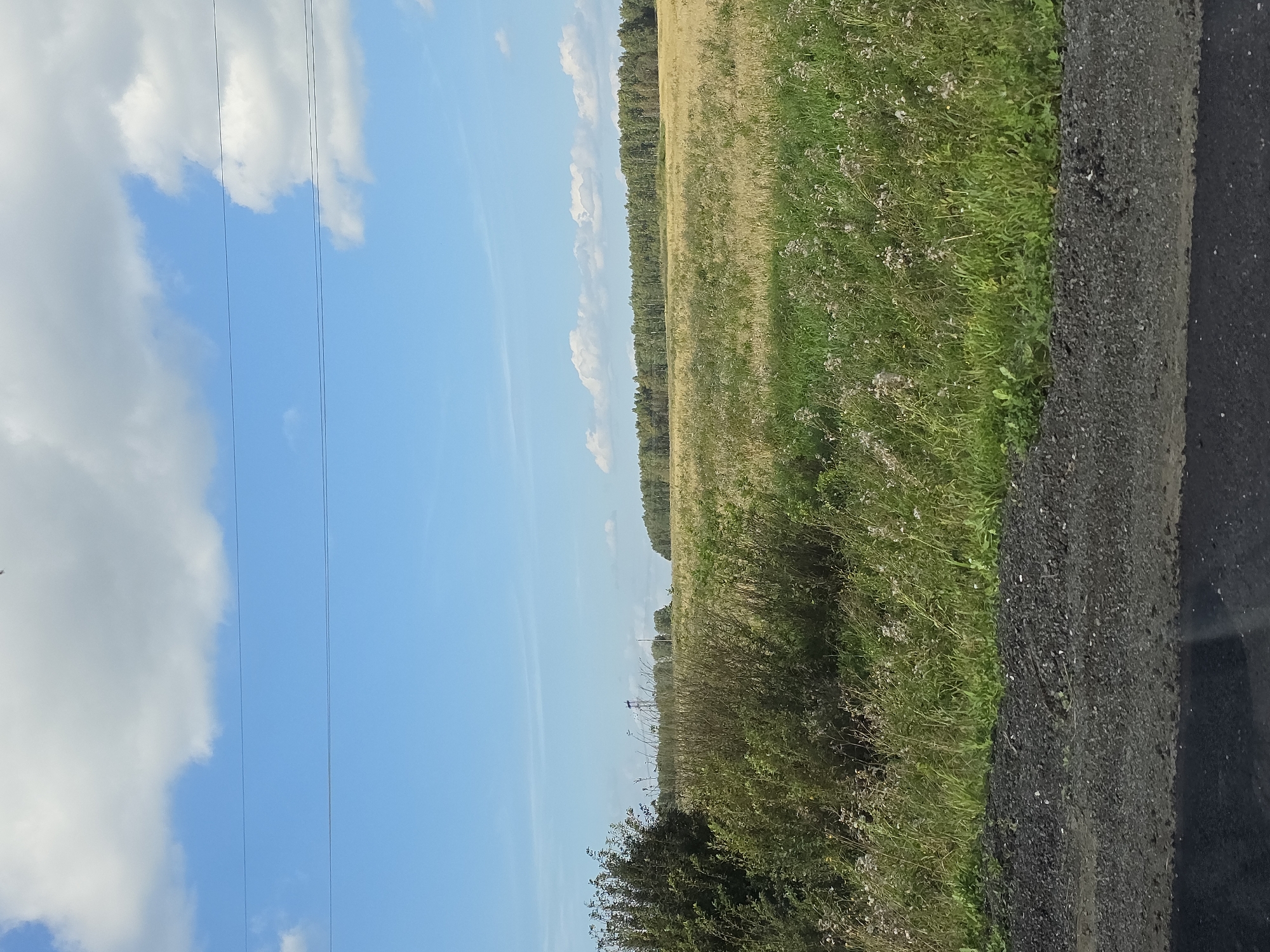 The image depicts a rural landscape under a bright blue sky with scattered white clouds. In the foreground, a dark, gravelly road surface is visible, transitioning to a grassy embankment with wildflowers. Beyond the embankment, a vast field of dry, golden grass stretches towards a dense line of green trees in the distance. A dark green, bushy shrub is situated on the left side of the frame. The scene is likely located in or near Yaratkulova, Russia, given the natural, agrarian setting.