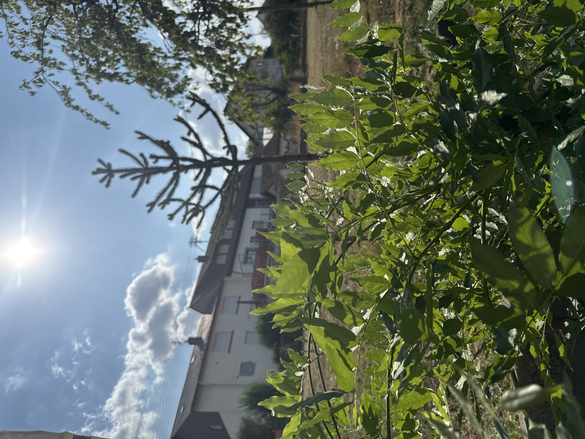 In Überherrn, Germany, a bright, sunny day is depicted with a clear blue sky dotted with white, fluffy clouds. The sun is high in the sky, casting a strong glare. In the foreground, lush green leaves of a plant are in sharp focus, obscuring the view of what lies behind. Beyond the leaves, a tree with a distinct, spiky silhouette stands in the middle ground, possibly an Araucaria. To its right, another tree with green foliage is visible. In the background, several residential buildings with tiled roofs are situated, appearing to be part of a suburban or semi-rural setting. A chain-link fence runs across the middle ground, separating the foreground vegetation from the houses and trees beyond. The ground is dry and appears to be covered in grass or dirt. The scene is peaceful and natural, with the human structures integrated into the landscape.