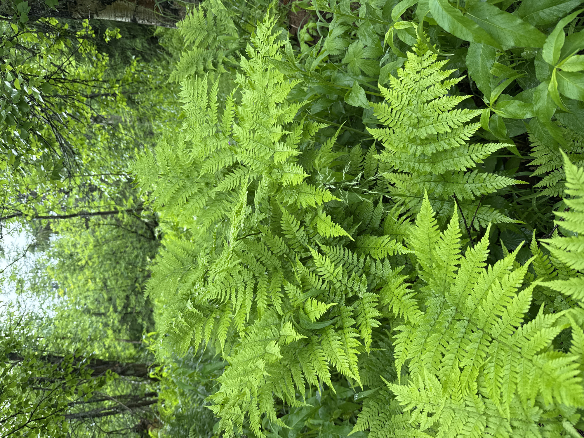 The image depicts a dense, green forest scene with a focus on numerous ferns in the foreground and midground. The ferns are vibrant, with intricate, feathery fronds. Behind the ferns, the forest floor is lush with other greenery, and trees with visible bark and branches rise into the background. The overall atmosphere is one of natural, untamed woodland, with hints of light filtering through the canopy. The location is identified as Усьва, Russia, implying this is a natural setting within or near the city. There are no people or visible signs of human activity in the image. The environment is characterized by abundant vegetation and a somewhat overcast sky, suggesting a temperate, possibly humid climate.