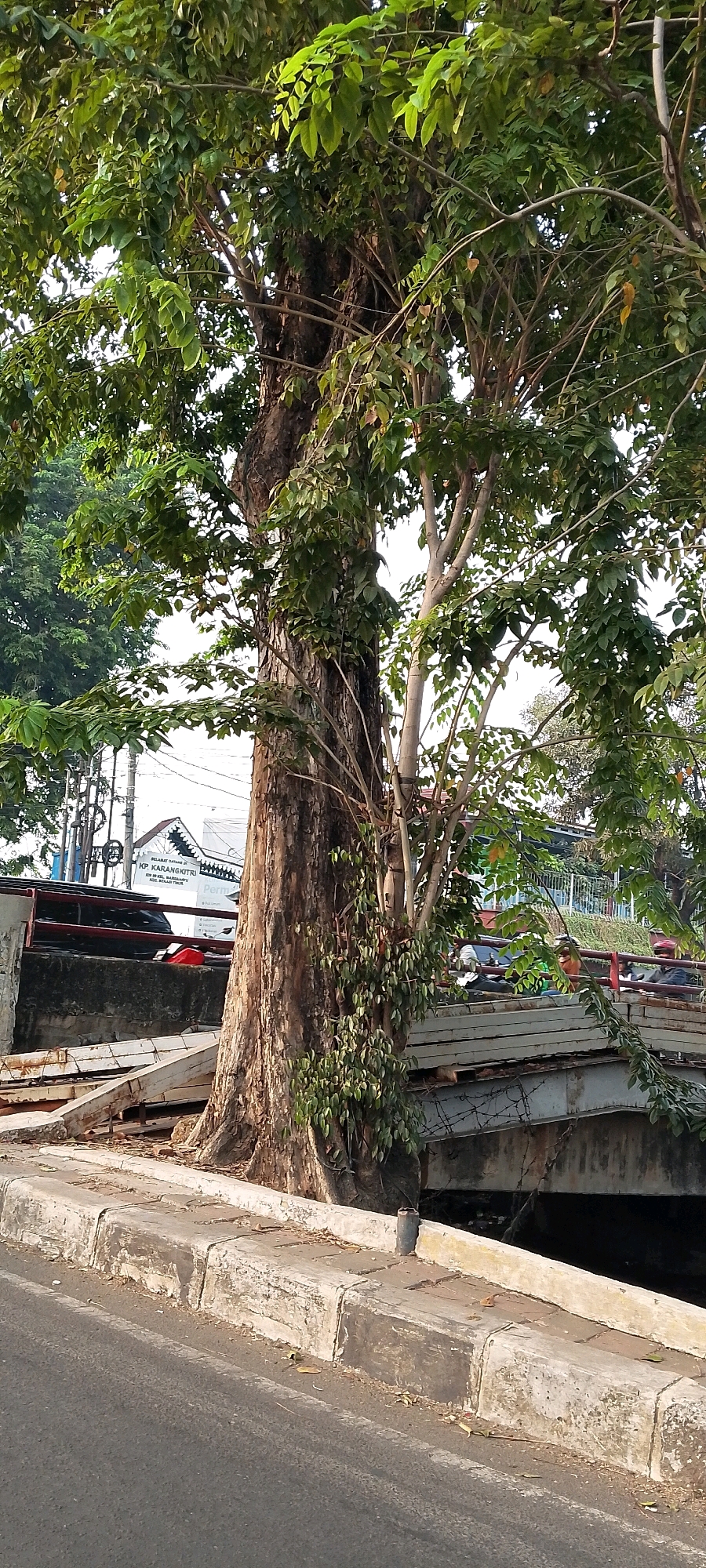An outdoor, full shot captures a large tree with a thick, textured trunk and abundant green foliage. The tree is situated alongside a street with a concrete curb and asphalt road. Behind the tree, a bridge spans a body of water. The bridge appears to be made of concrete and metal, with barbed wire fencing along its edge. In the background, a building with signage that reads "KP. KARANGKITRI" and "SELAMAT DATANG" is visible. The scene is set in a relatively urban environment within the city of Bekasi, Indonesia, as indicated by the building's signage. The lighting suggests it is daytime, with sunlight filtering through the leaves of the tree.