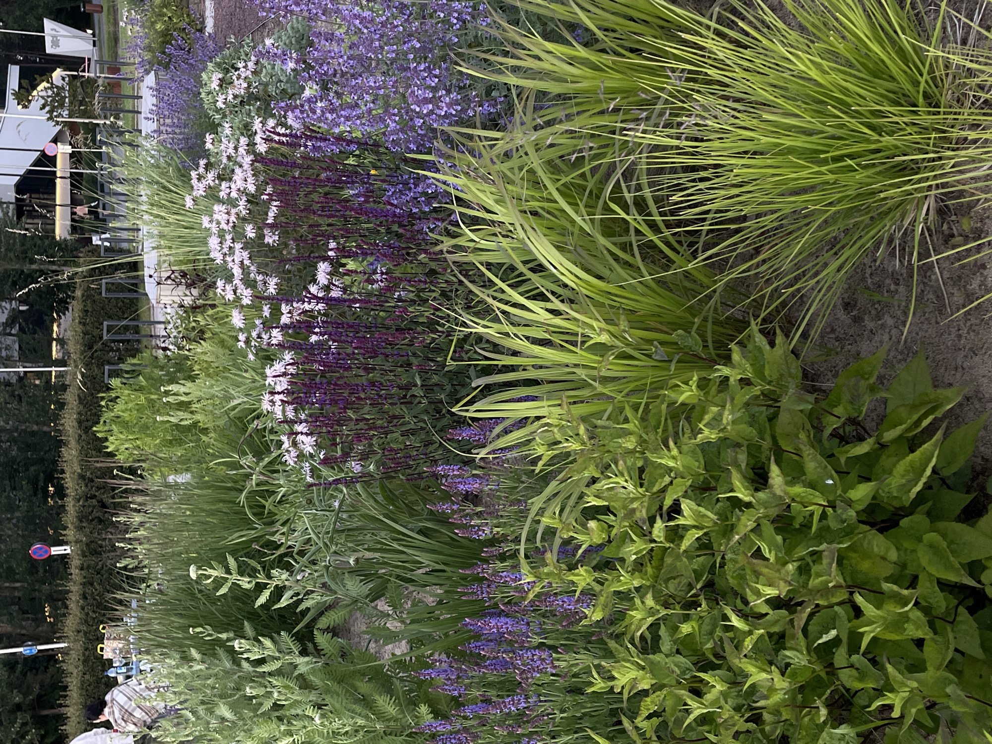The image depicts a vibrant garden scene with a variety of plants. In the foreground, there are lush green bushes with pointed leaves. To their right, tall, slender green grasses with a wispy appearance dominate the view. Behind these, a dense planting of purple flowers with tall spikes is visible, interspersed with clusters of smaller white flowers. Further back, more greenery and taller grasses create a layered effect. In the background, a manicured hedge runs horizontally across the image, behind which several people are casually gathered around a table laden with drinks and food. This gathering appears to be outdoors, possibly in a park or public space. The presence of bicycle racks and modern architectural elements in the further background suggests an urban setting. Specifically, this scene is located in Tallinn, Estonia, near the Kumu Art Museum, which is hinted at by the architectural style in the background and the surrounding park-like environment. The overall atmosphere is one of a pleasant outdoor social gathering amidst a well-maintained garden.