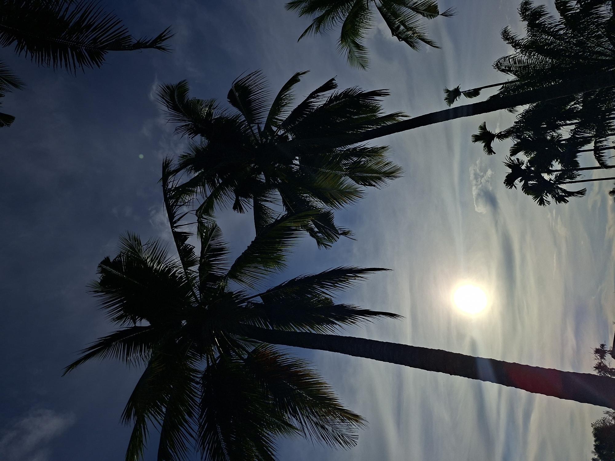 The image, oriented vertically, depicts a view looking upwards towards the sky, which is partially obscured by the silhouettes of palm trees. The sky is a mix of blue and light grey-white, suggesting the presence of clouds. The sun is visible as a bright, circular light source, and its light diffuses across the sky. The palm trees are dark in contrast to the brighter sky and sun. Other trees and vegetation are located in the top right corner. The location is Lhokseumawe, Indonesia.