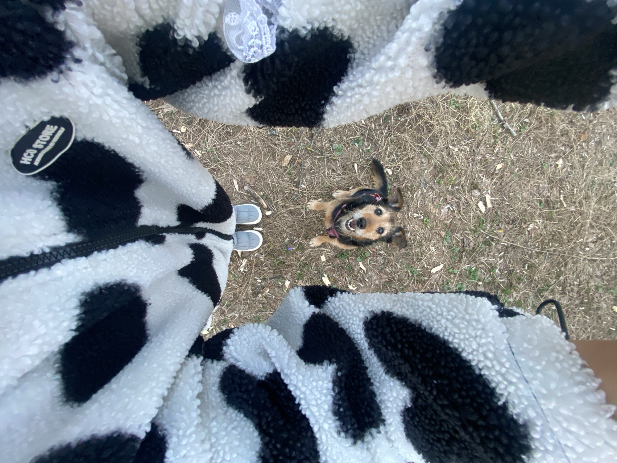 A high-angle shot depicts a small, brown-and-black dog looking upward, surrounded by someone wearing a white, fuzzy cow-print jacket with a visible "HCO STORE" tag. Part of a pair of grey shoes is also visible near the bottom left. The ground consists of dry grass and scattered twigs. The city of Moscow, Russia is not discernible in the image.