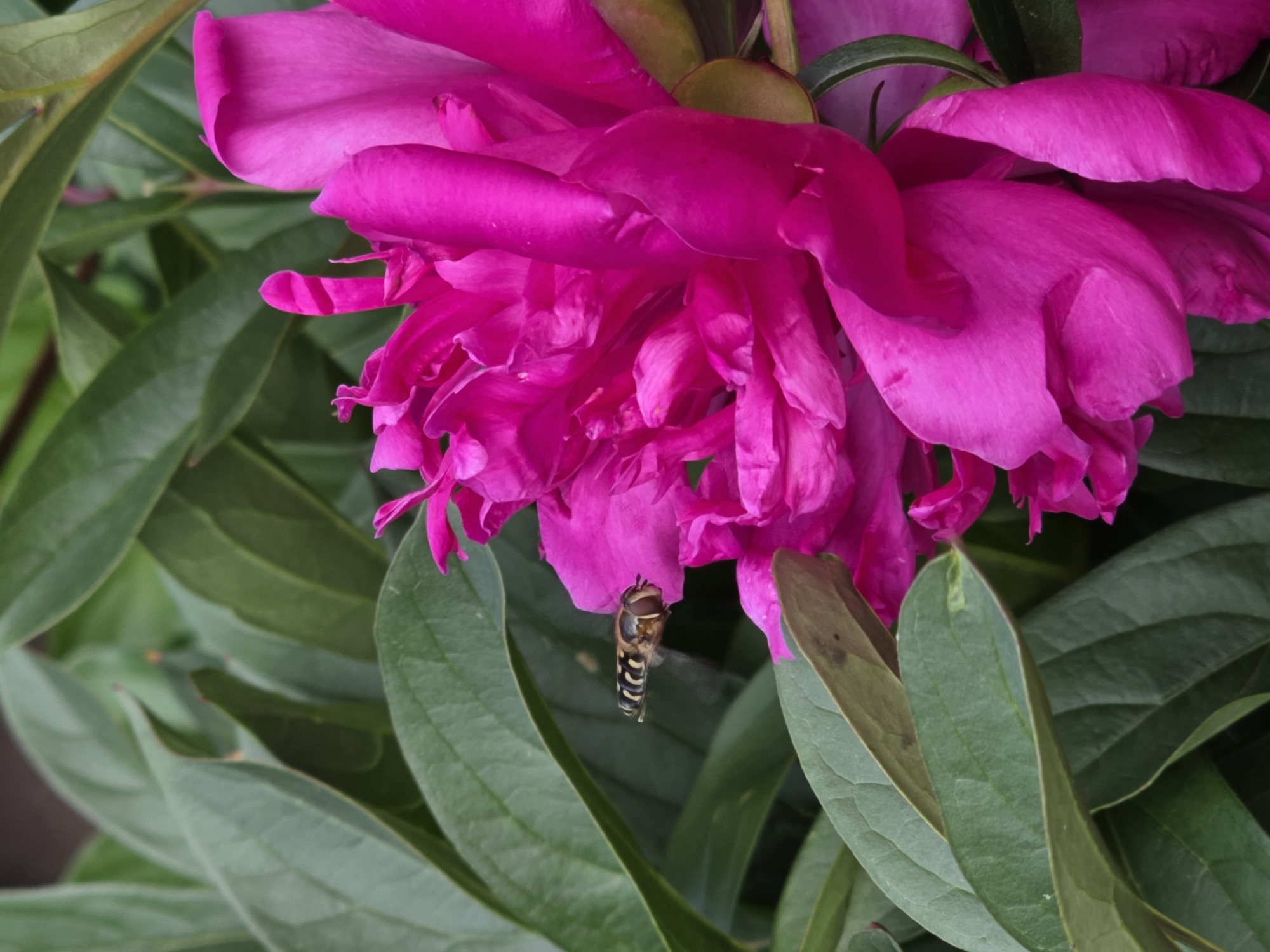 A hoverfly with black and yellow stripes hovers near a vibrant pink peony blossom. The flower's petals are intricately layered and slightly unfurled, revealing its inner structure. Lush green leaves surround the blossom, creating a naturalistic backdrop. The image was taken in Pidhorodne, Ukraine.