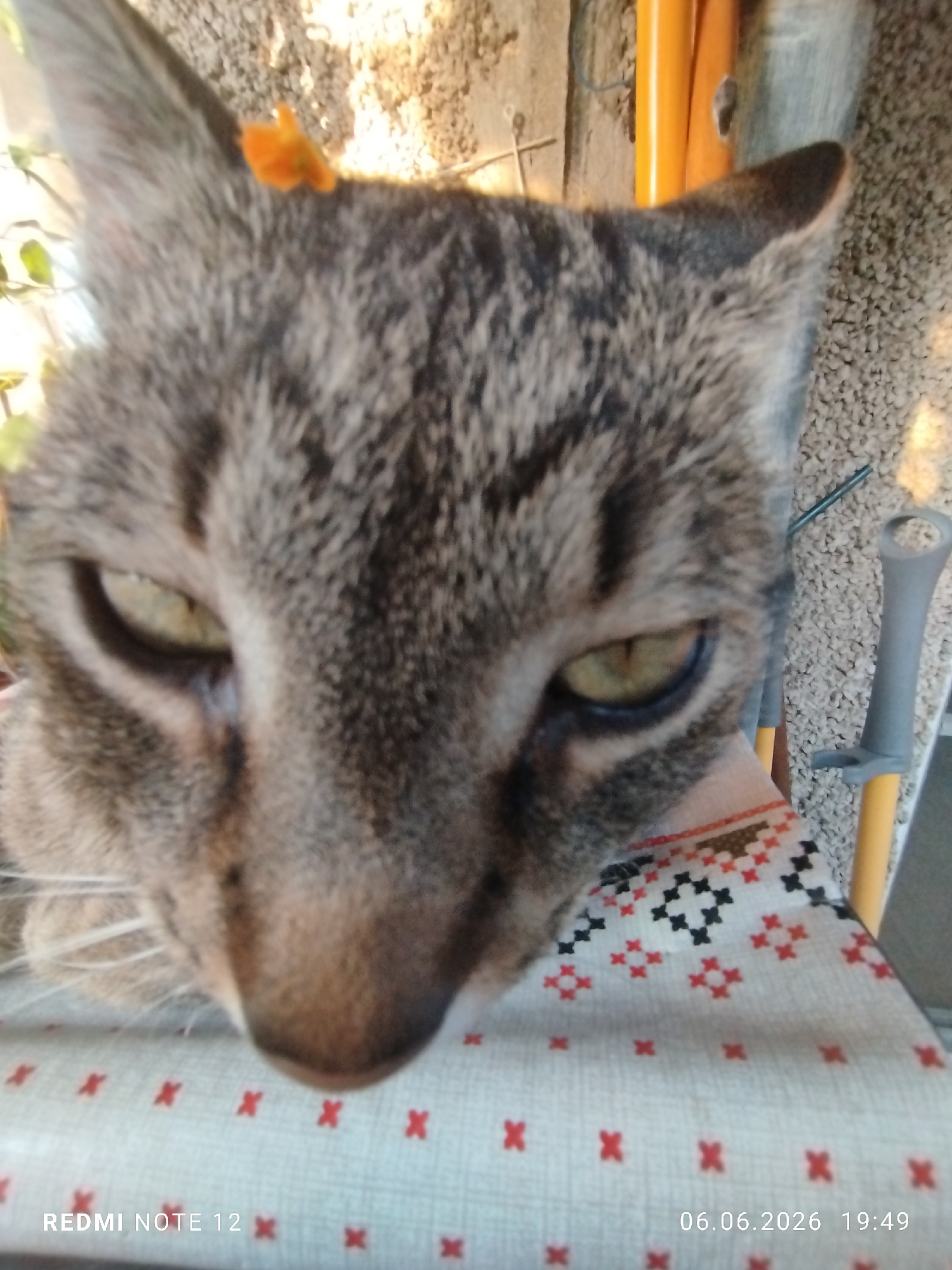 A domestic tabby cat, displaying grey and brown fur with darker stripes, occupies the majority of the frame, its head positioned centrally and angled slightly downwards, looking directly towards the viewer. The cat's eyes are a light yellowish-green, appearing partially narrowed. A small, crumpled orange object, resembling a flower petal, rests on the upper part of the cat's left ear (viewer's right). The cat is situated on a light-colored fabric surface adorned with a repeating pattern of red 'x' shapes, with some black and red cross-like motifs also visible in the upper right section of the fabric. In the background to the left, faint green foliage is discernible against a light brown, textured surface. To the right of the cat, a textured, light-colored surface resembling pebbled concrete or carpet is visible. Two yellow tubular objects, possibly poles or handles, are present, alongside a grey and yellow tool or object featuring a looped handle. The image, captured in the city of Burgas, Bulgaria, bears a timestamp of 06.06.2026 at 19:49 and indicates "REDMI NOTE 12" as the capturing device.