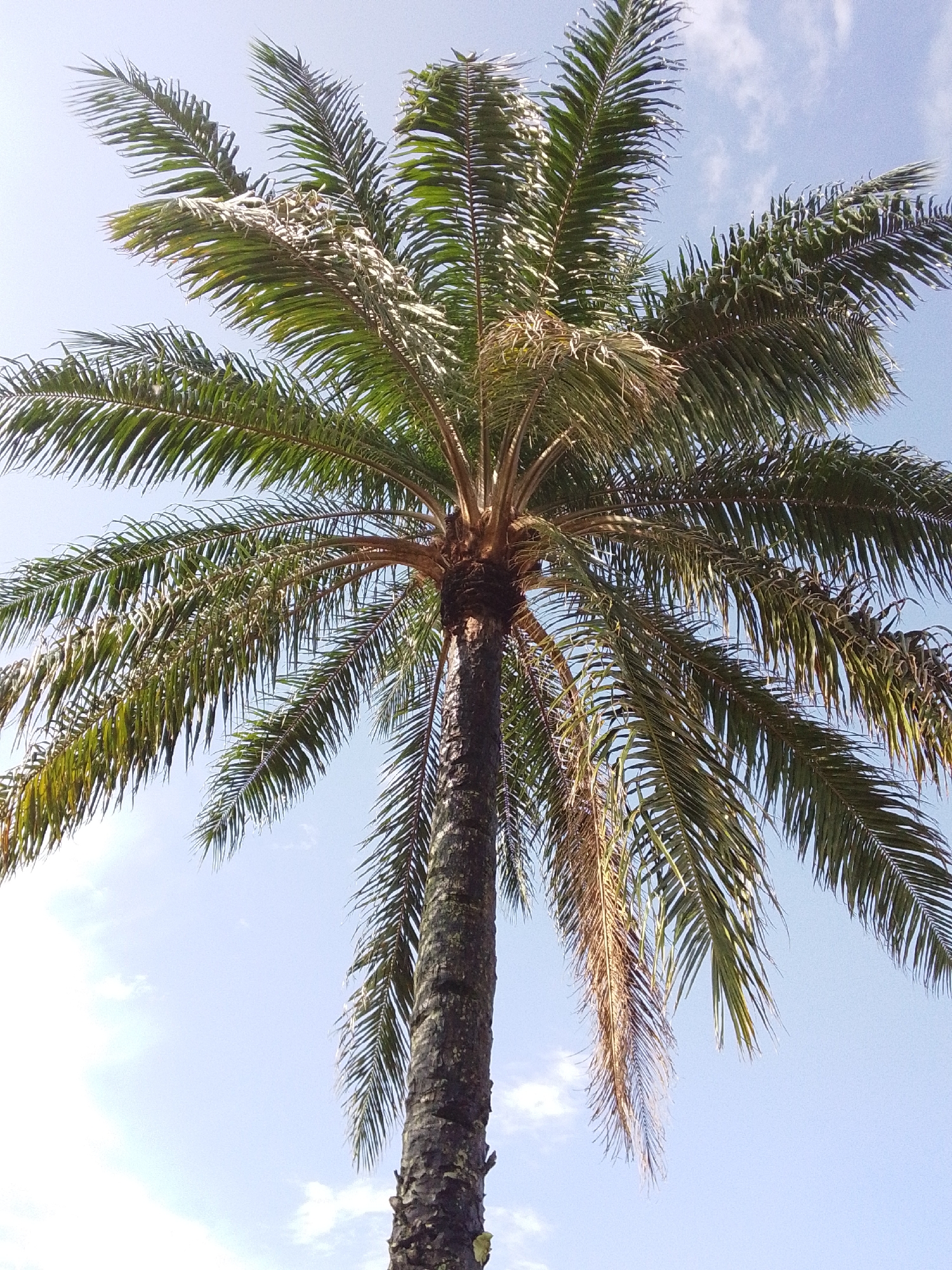 A low-angle shot captures the full trunk and fronds of a palm tree against a bright, pale blue sky with a few wispy white clouds. The palm tree's trunk is dark brown and textured with visible rings and some patches of lighter bark. Its fronds are a vibrant green, some reaching upwards and outwards, while others droop downwards, with a few showing signs of browning or dryness. The sunlight appears to be bright, casting a clear illumination on the tree and suggesting it is daytime. The setting appears to be outdoors, consistent with the natural habitat of a palm tree in Serti, Nigeria. No people or specific events are depicted. The image focuses solely on the majestic presence of the palm tree against the sky.