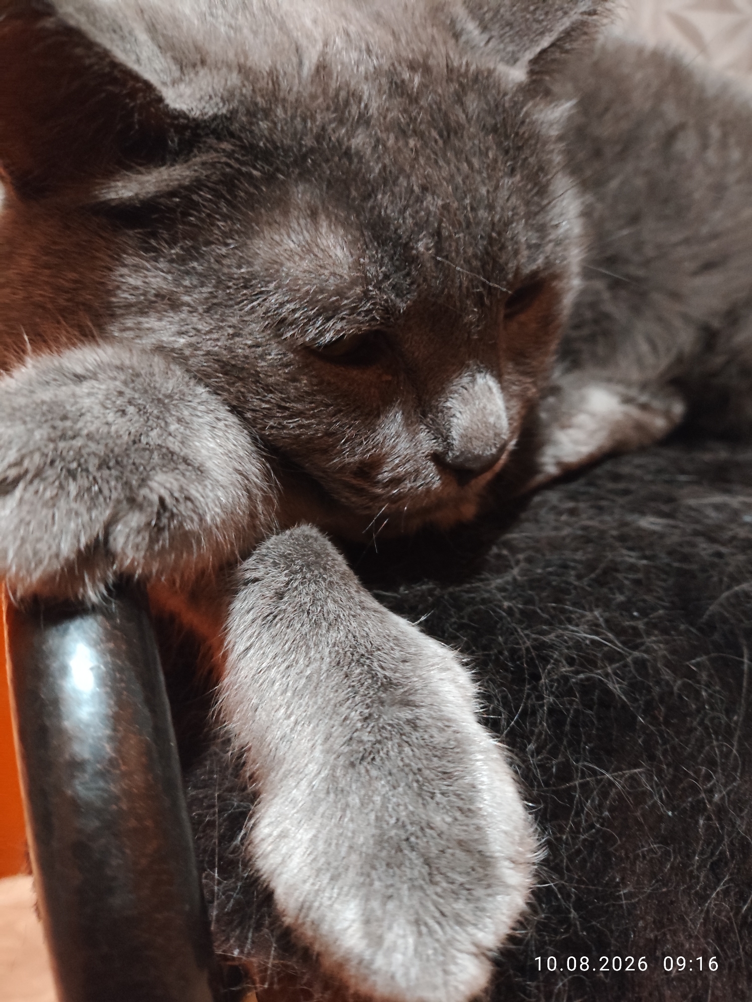 A close-up, low-angle photograph shows a grey cat resting on a dark, textured surface. The cat's head is tilted down, with its eyes closed or partially closed, and its ears are slightly back. One of its front paws rests on a dark, cylindrical object on the left side of the frame. The background appears to be a dark, furry fabric. A timestamp in the bottom right corner reads "10.08.2026 09:16". The image does not contain any information that can be used to determine its location in Pavlodar, Kazakhstan.