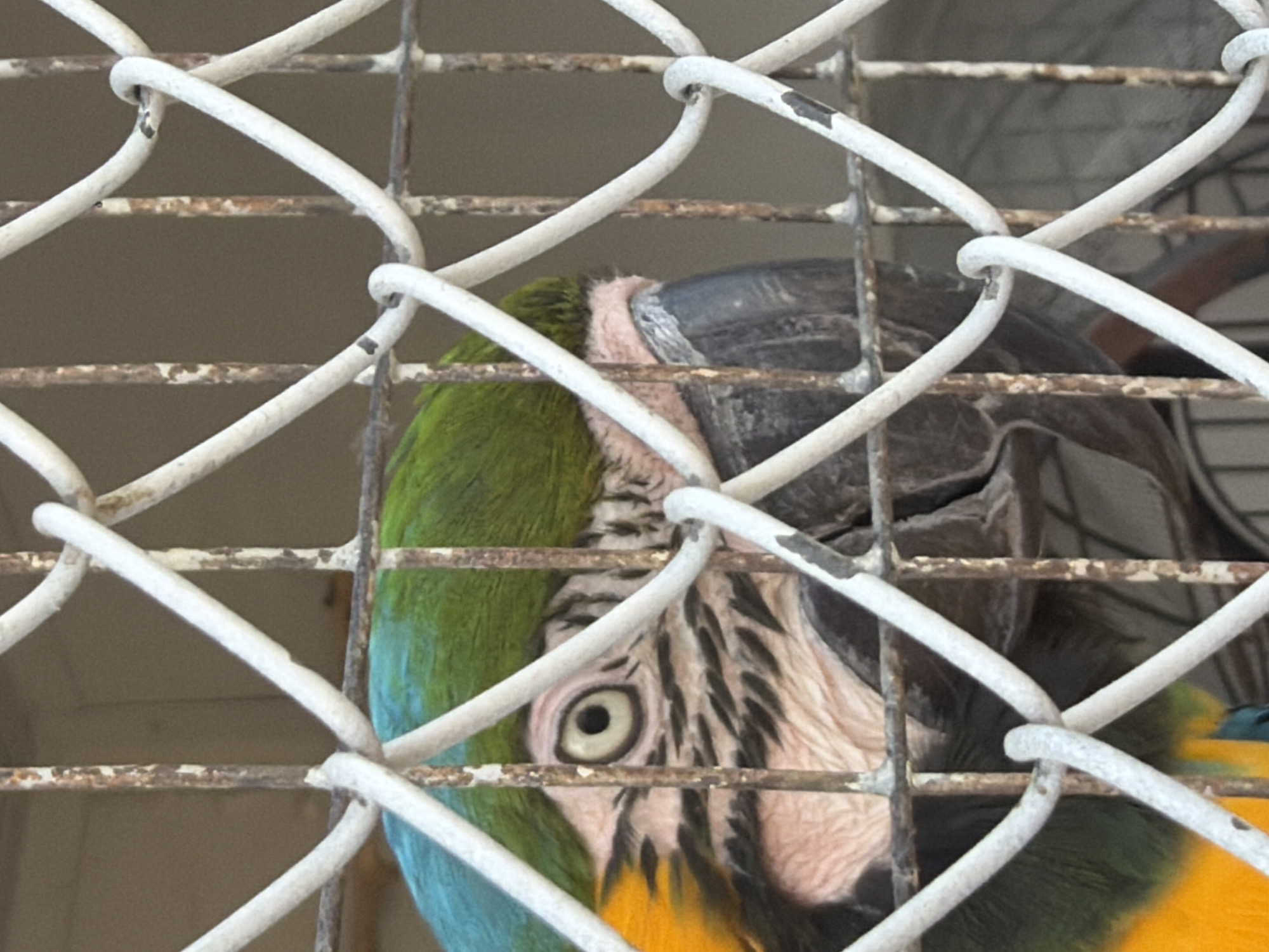 A close-up, eye-level shot shows a blue-and-yellow macaw's head and upper body through a wire fence. The parrot is facing left, with its left eye, which is light gray with a black pupil, prominently visible. The bird's head is adorned with green feathers on top, and its face features pink skin with black stripes and yellow feathers. The macaw's beak is dark gray and hooked. The wire fence, which appears rusted and weathered, runs diagonally across the frame, obscuring parts of the bird and creating a sense of confinement. The background is a muted, indistinct beige, suggesting an indoor or sheltered environment, possibly a zoo enclosure or aviary in Nəvahi Stansiya, Azerbaijan.