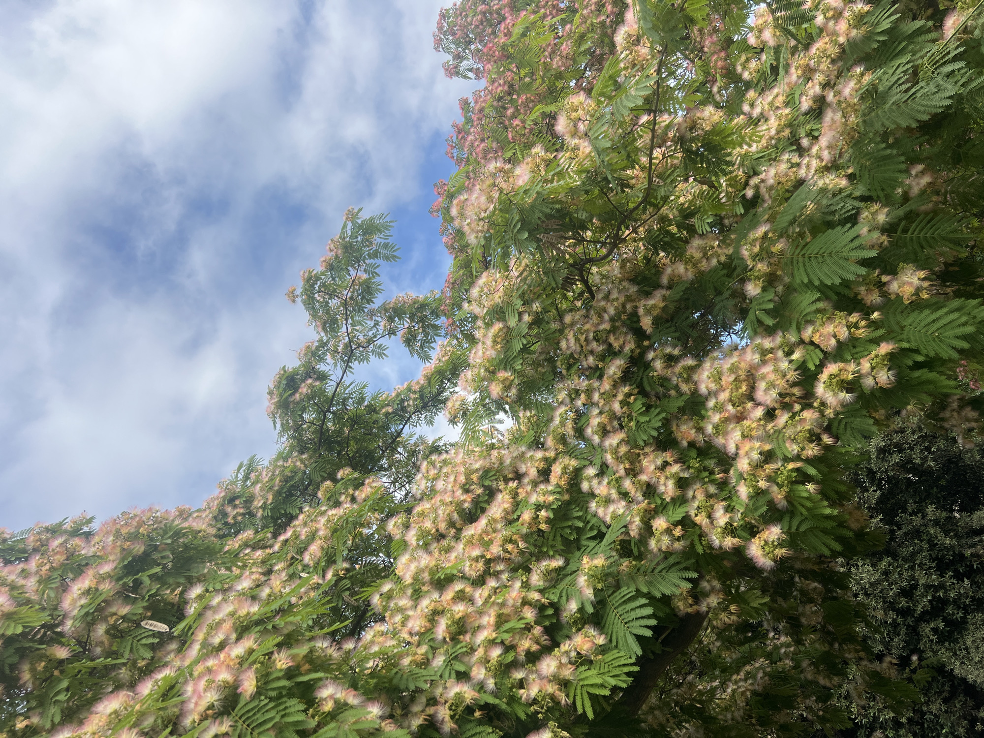 The image displays the dense canopy of an Albizia julibrissin (Persian Silk Tree), captured from a low, upward-looking perspective, against a partially cloudy blue sky, in Mollet del Vallès, Spain. The tree occupies the majority of the frame, its branches heavily laden with numerous spherical, multi-filamentous flowers. These flowers present a color gradient from pale pink to cream and light yellow. The foliage consists of bright green, bipinnately compound leaves. Several elongated, flat, light brown seed pods are interspersed among the leaves and flowers. The sky, visible through gaps in the foliage and in the upper right quadrant, is blue with scattered white cumulus clouds. A mass of darker green, smaller-leafed vegetation is visible at the bottom left edge of the frame. No individuals, animate subjects, or artificial objects are present in the scene.
