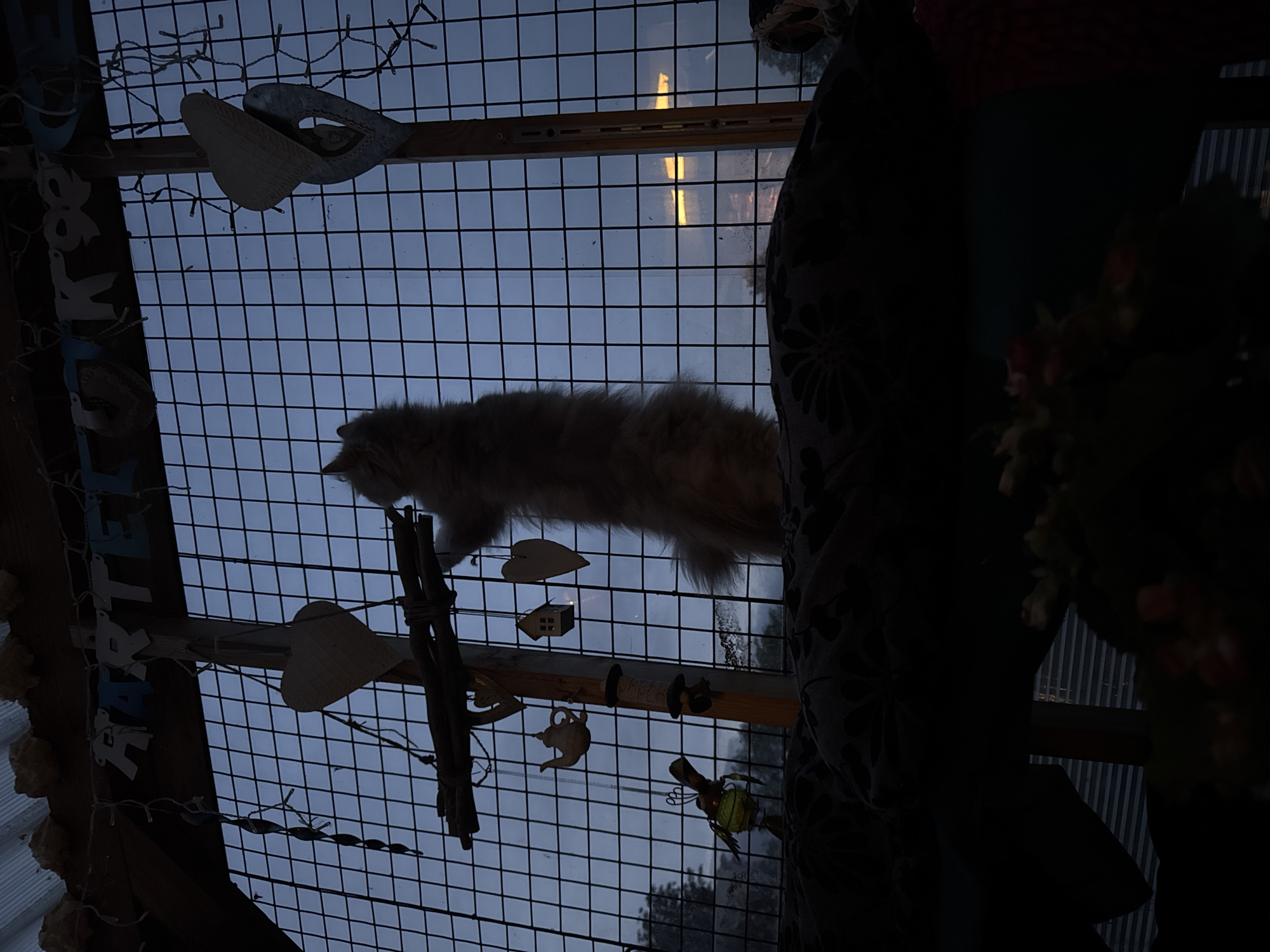 The scene is set in an unspecified indoor location in the city of Unknown, Unknown, looking outwards through a large, square-grid metal mesh or window screen. The overall lighting is low, indicative of dusk or dawn, with a muted blue-grey sky visible through the grid. Silhouetted trees are discernible in the distance outside. A prominent, light-colored, long-haired cat stands upright on its hind legs in the center-right of the image, stretching its front paws upwards towards the top of the grid, its form partially illuminated against the interior darkness.
A vertical wooden post, which appears to be part of the structural framework, runs down the middle of the image, behind the cat. Attached to this post, roughly at the cat's height, is a horizontal bundle of natural sticks, from which various decorative items hang. These include a textured heart-shaped ornament, a miniature white ceramic teapot, a small wooden house-shaped ornament, and another plain wooden heart. Further down the post, two small, dark, rounded objects are affixed. To the left of the post, a string of dark, elongated decorative elements hangs, and in the bottom left, a more complex hanging ornament with green accents is visible.
Above the grid, a translucent corrugated roof panel is visible, with irregular, light-colored material (possibly insulation or stuffing) attached beneath it. A string of white fairy lights is draped across this upper section. Below the roof panel and above the grid, a banner made of white and blue cutout letters is strung, partially spelling out "R A R T E L" on the left and "K R O E" on the right, likely forming a longer word.
The immediate foreground consists of a dark surface, likely a blanket or cushion, patterned with subtle dark floral motifs, upon which the cat is standing. Below this surface, the scene is largely obscured by deep shadow, with indistinct dark forms. Through the lower right section of the grid, a distant, rectangular light source, casting a pale yellow glow, is faintly visible.