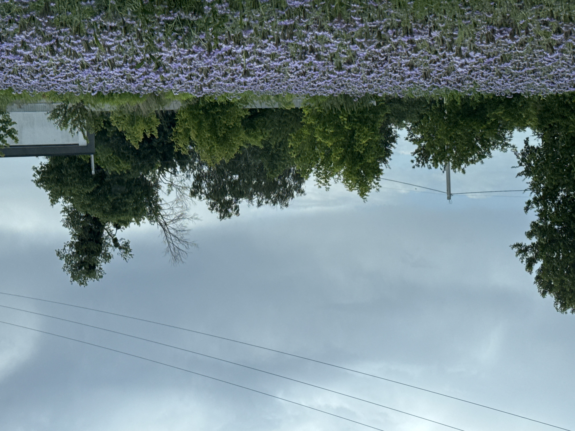 An outdoor, eye-level, wide shot shows a field of purple flowers in the foreground and a line of trees in the background. The sky is overcast and cloudy. Power lines are visible in the top portion of the image. A telephone pole is visible to the left of center in the background. A building with a white facade and a dark roof is visible to the right of center in the background.
