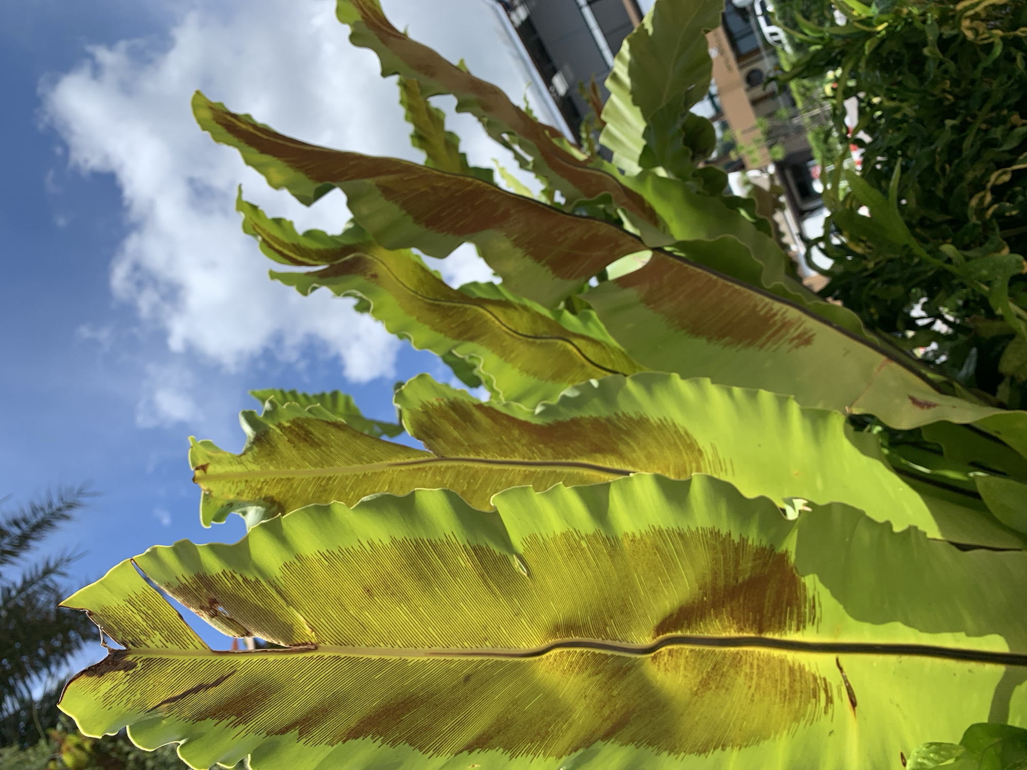 The image is a close-up, low-angle shot of bright green bird's nest fern leaves against a blue sky with white clouds. The leaves are illuminated from behind, showing intricate vein patterns and some brown, dry spots along the edges and on the surface. The fronds are wide and wavy, with serrated edges. In the background, out of focus, are glimpses of buildings, trees, and possibly a white vehicle, suggesting an outdoor urban or suburban setting. The overall lighting suggests daytime with strong sunlight. The image was captured in the city of Ko Kaeo, Thailand.