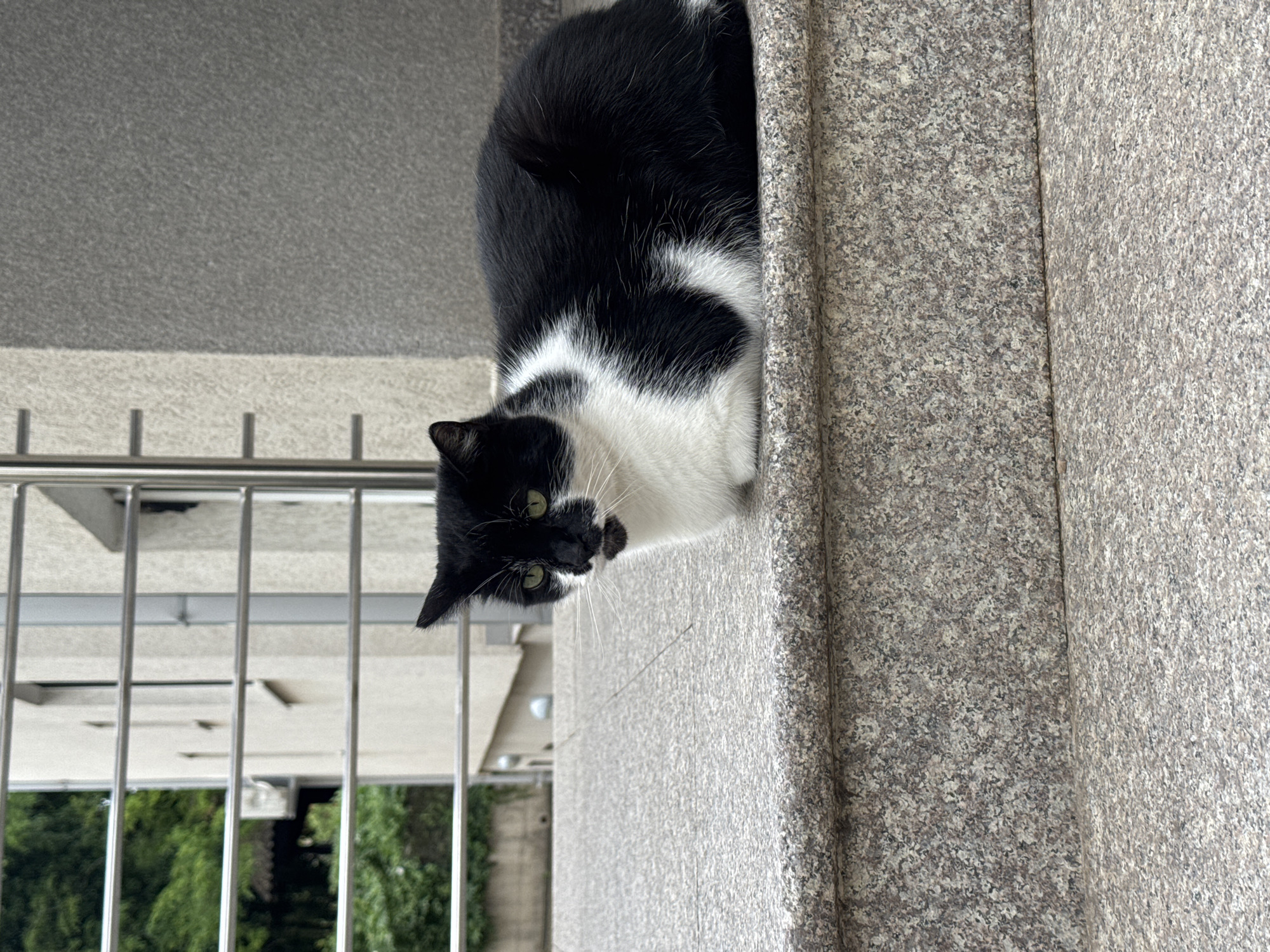A black and white cat is perched on the edge of a stone wall. The cat is looking towards the viewer with green eyes and white whiskers. Behind the cat, a metal railing runs alongside a grey wall. Trees are visible beyond the railing. The location is suggested to be Budva, Montenegro, but the image contains insufficient detail to confirm this.