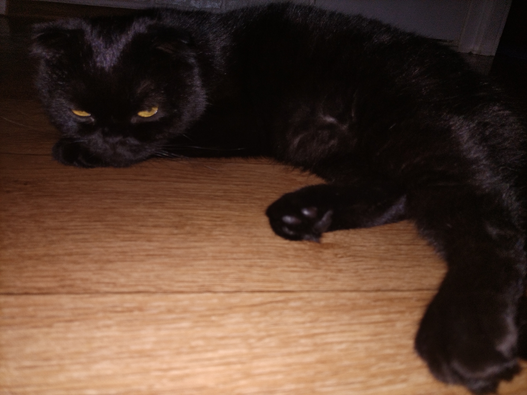 A black cat with yellow eyes is lying down on a wooden floor. The cat is facing left, with its head resting on its paws. The fur of the cat is dark and appears to be soft. The eyes of the cat are bright yellow and seem to be looking forward. The wooden floor has a natural wood grain pattern. The lighting in the image is dim, suggesting it might be nighttime or the room is not well-lit. The overall mood is calm and peaceful, with the cat appearing relaxed. There is no visible text in the image. The location context is Смалявічы, Belarus.