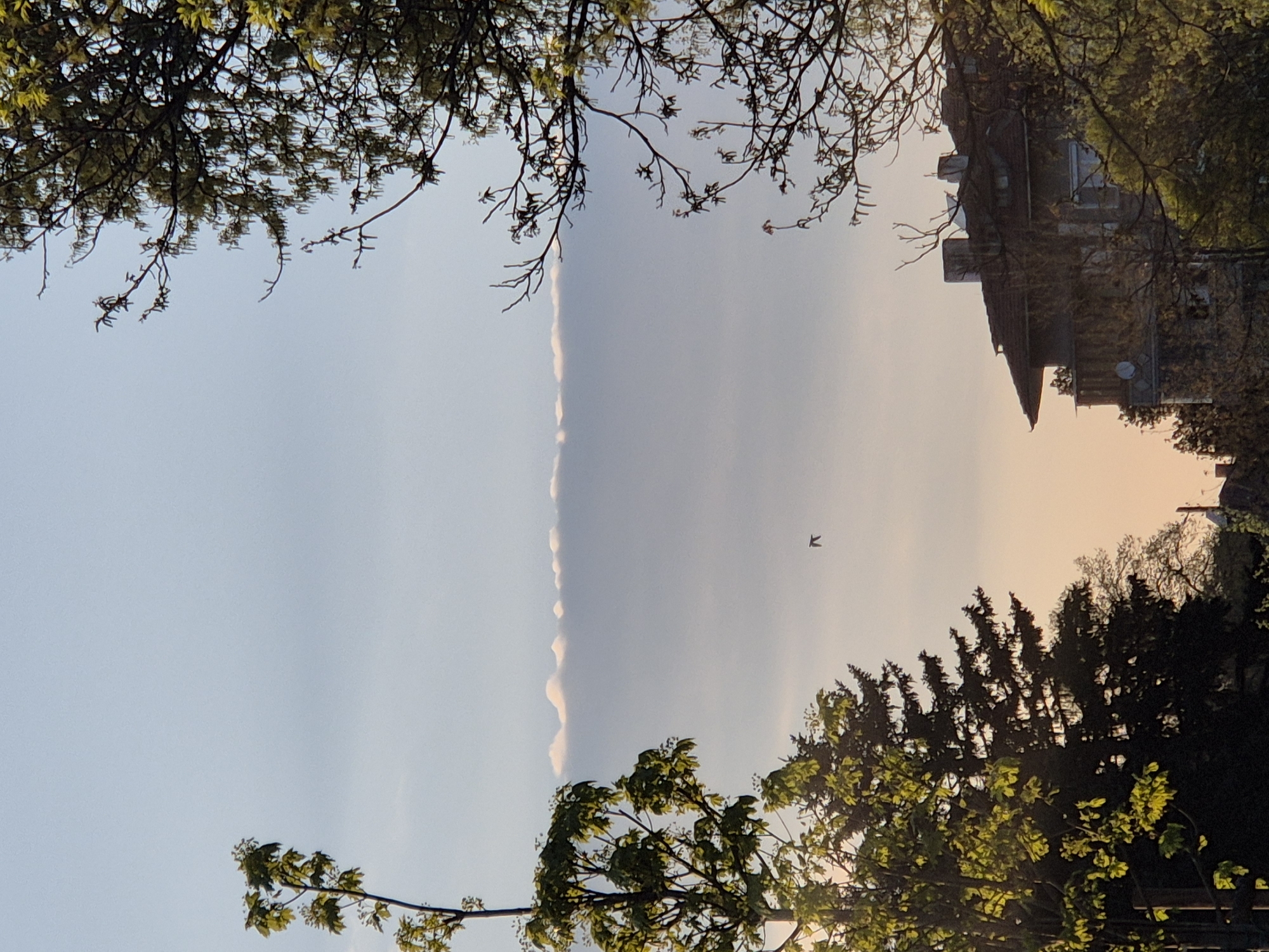 An eye-level outdoor shot of a sky during daytime. The frame is partially obstructed by tree branches and foliage. The sky is a mix of light blue and a light, peachy pink hue, possibly indicating sunset. A thin line of clouds stretches vertically across the sky. A bird flies in the open sky. In the upper right corner, a building structure is visible amidst the branches. The location is Pavlikeni, Bulgaria.