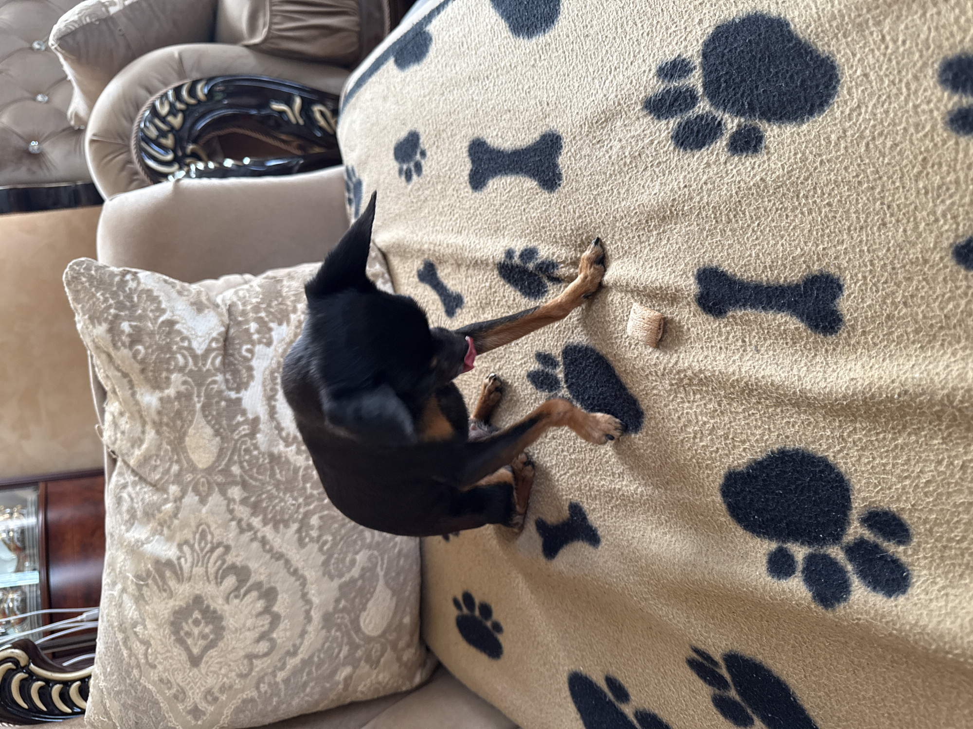 In Russko-Vysotskoe, Russia, a black and tan Miniature Pinscher dog is captured in a medium shot on a tan blanket adorned with black paw prints and bone patterns. The dog, positioned in the center of the frame, is crouched down, appearing to lick or sniff a small, light-colored treat placed on the blanket in front of it. Its tail is not visible. The background features a plush, upholstered sofa with a cream-colored patterned throw pillow, suggesting an indoor setting. The lighting is soft and natural, highlighting the textures of the blanket and the dog's fur.