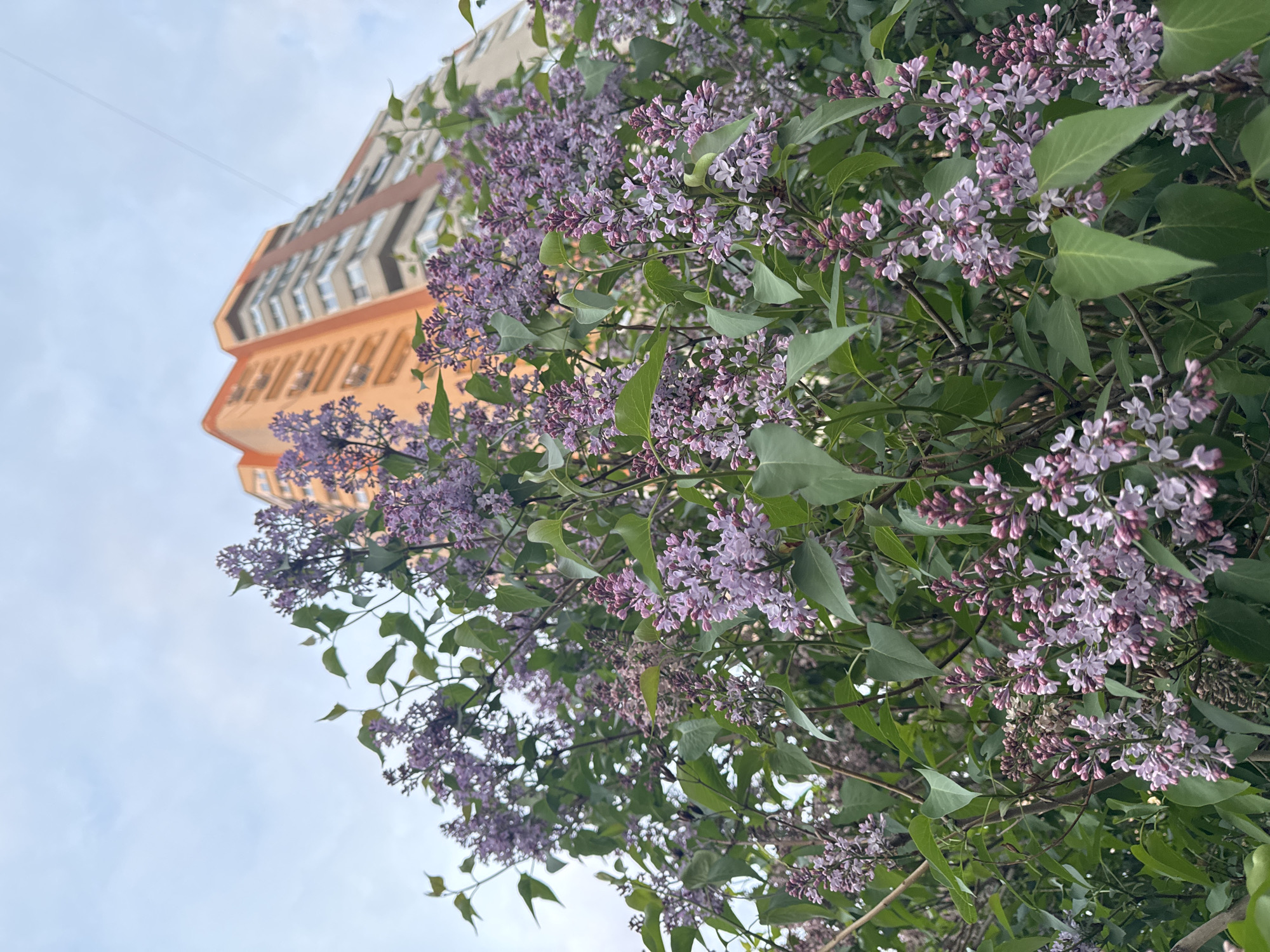The image shows a view looking up at a building through a flowering lilac bush. The building has an orange-tan facade with multiple windows. The sky is visible in the background. The location is likely urban, but specific details are not available. The main subjects are the lilac blossoms, leaves, and the building.
