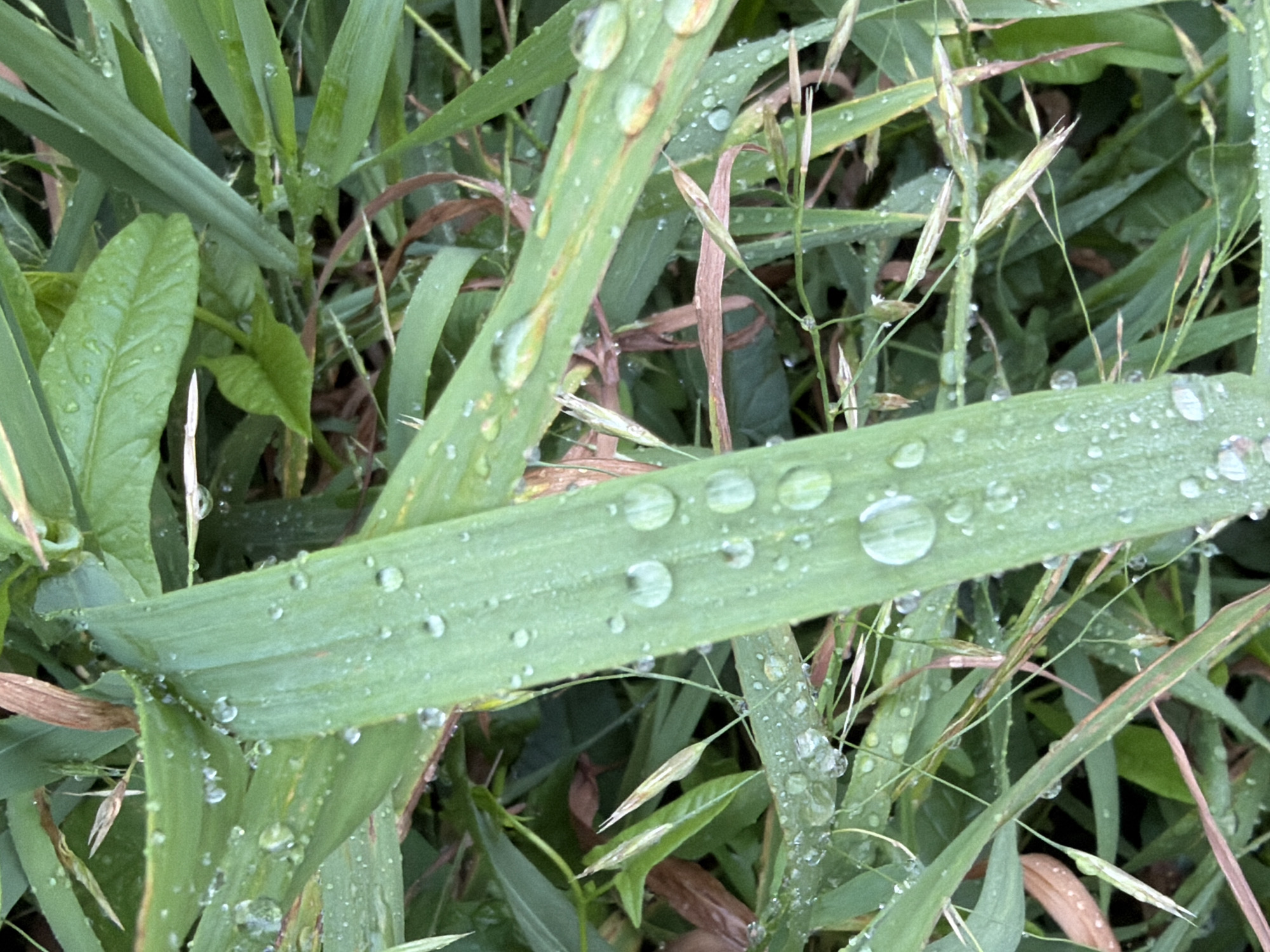 This close-up image captures a vibrant and fresh natural scene, primarily composed of various green plants, heavily adorned with water droplets. The main subjects are numerous blades of grass and other foliage, appearing lush and healthy. Many individual water droplets of different sizes are clearly visible, clinging to the surfaces of the leaves and grass blades. They reflect light, creating a sparkling effect across the image.
A prominent, broad grass blade runs diagonally across the mid-ground, showcasing several large, spherical water beads that act as a focal point. Surrounding this, a dense arrangement of narrower grass blades and other, slightly broader-leafed plants fill the frame, all similarly covered in moisture. Some of the foliage shows subtle hints of brown or reddish tones, suggesting older growth or the presence of different plant types.
The abundant water droplets indicate the image was captured either during or shortly after rain, or early in the morning when dew is heaviest. This implies cool and humid weather conditions. The overall impression is one of natural freshness and tranquility. The setting is an outdoor, natural environment, likely a garden, field, or uncultivated area in Chaikovsky, Russia. There is no human presence, objects, or visible text in the photograph.