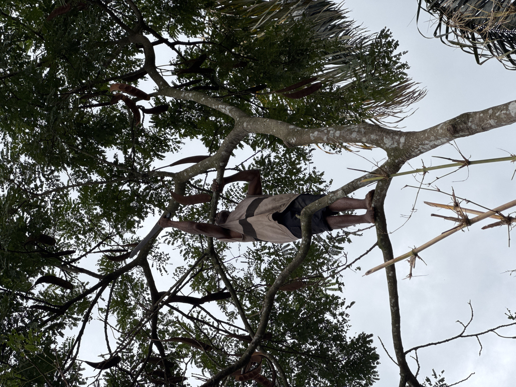 The image, taken from a low angle, shows a man positioned in a tree against a cloudy sky. The man is wearing a light-colored shirt with dark stripes and dark shorts. He is holding onto branches with his hands and feet. The tree has dense foliage and long, dark-colored seed pods hanging from its branches. To the right of the tree, there are bamboo poles. The image is labeled as being in Aboh, Nigeria.