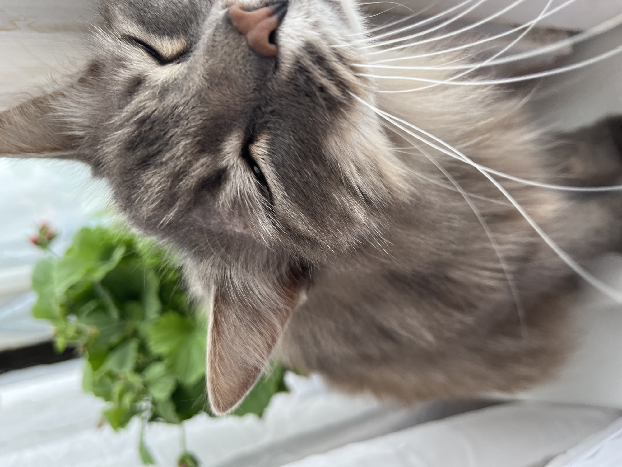 A close-up, sideways portrait captures the peaceful repose of a grey tabby cat, likely in Раздолье, Russia. The cat's head and upper body dominate the frame, with its nose pointing upwards and slightly to the right. Its eyes are gently closed, suggesting it is either sleeping deeply or resting calmly. The cat exhibits soft, medium-length grey fur with subtle tabby patterns, a delicate pink nose, and numerous long, prominent white whiskers that fan out distinctly from its muzzle.
The lighting is soft and diffused, indicative of natural daylight, casting a gentle glow on the cat's features. In the blurred background, to the lower left of the frame, vibrant green leafy plants with small, reddish-pink buds are visible, possibly geraniums, adding a touch of natural color. The cat appears to be lying on a white, soft surface, which is also rendered out of focus, emphasizing the feline subject. The overall impression conveyed by the image is one of tranquility and serenity, capturing a quiet moment of feline relaxation. There is no visible text within the image.