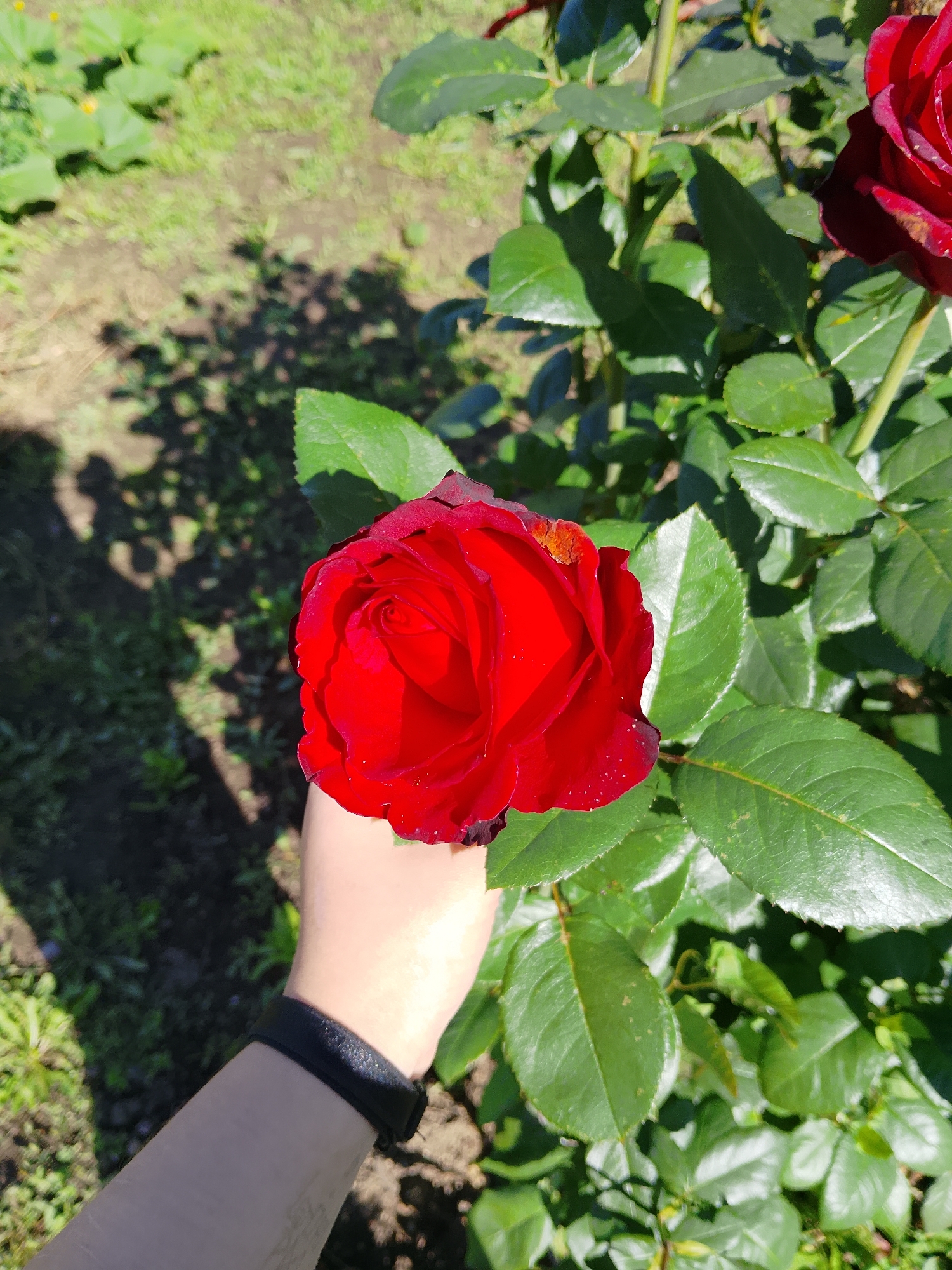 A close-up shot features a vibrant red rose held in a person's hand. The rose is the primary subject, showcasing its intricate petals and deep crimson hue. Surrounding the rose is a bush with lush green leaves, also in focus. The background consists of a garden with grass and soil, bathed in sunlight that casts shadows from the foliage. The setting is an outdoor garden in Verkhopol'e, Russia. A black wristband is visible on the person's arm.