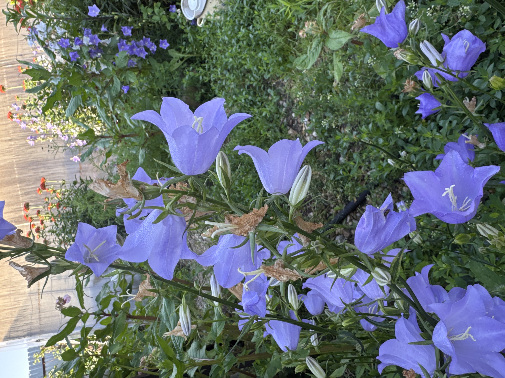In the city of Urazovo, Russia, a close-up view of bellflower blossoms reveals delicate purple petals, some adorned with tiny water droplets, suggesting a recent watering or morning dew. The flowers are clustered on tall green stems, with some dried brown remnants of past blooms visible. In the background, a weathered wooden fence stands parallel to the garden. Various other plants and flowers, some in shades of red and pink, are interspersed with the bellflowers, creating a lush, overgrown garden setting. The overall scene captures the vibrant beauty of nature in a domestic outdoor space.