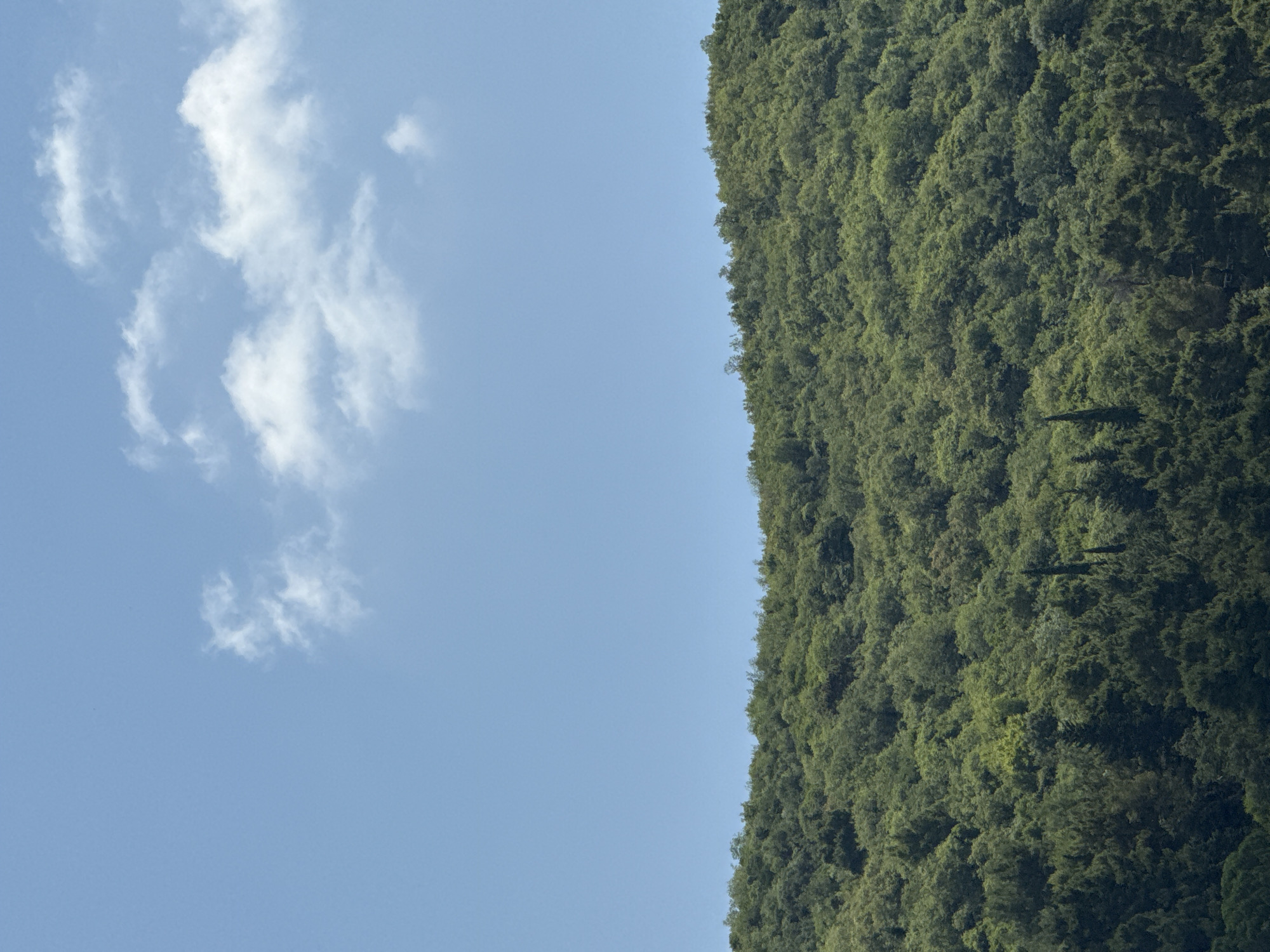 The image depicts a sunlit, dense green forest covering a hillside under a clear blue sky with scattered white clouds. The perspective is looking up at the forest from below, with the tree line forming a natural horizon against the sky. The foreground shows the lush, varied foliage of deciduous and coniferous trees, with some taller, slender cypress-like trees interspersed. The texture of the leaves creates a rich, undulating surface. The sky is a vibrant blue, with a few wispy clouds catching the sunlight. There are no people or man-made structures visible, suggesting a natural, undeveloped landscape. The image does not provide specific details that would place it in Budva, Montenegro; it is a generic landscape scene of a wooded hill.