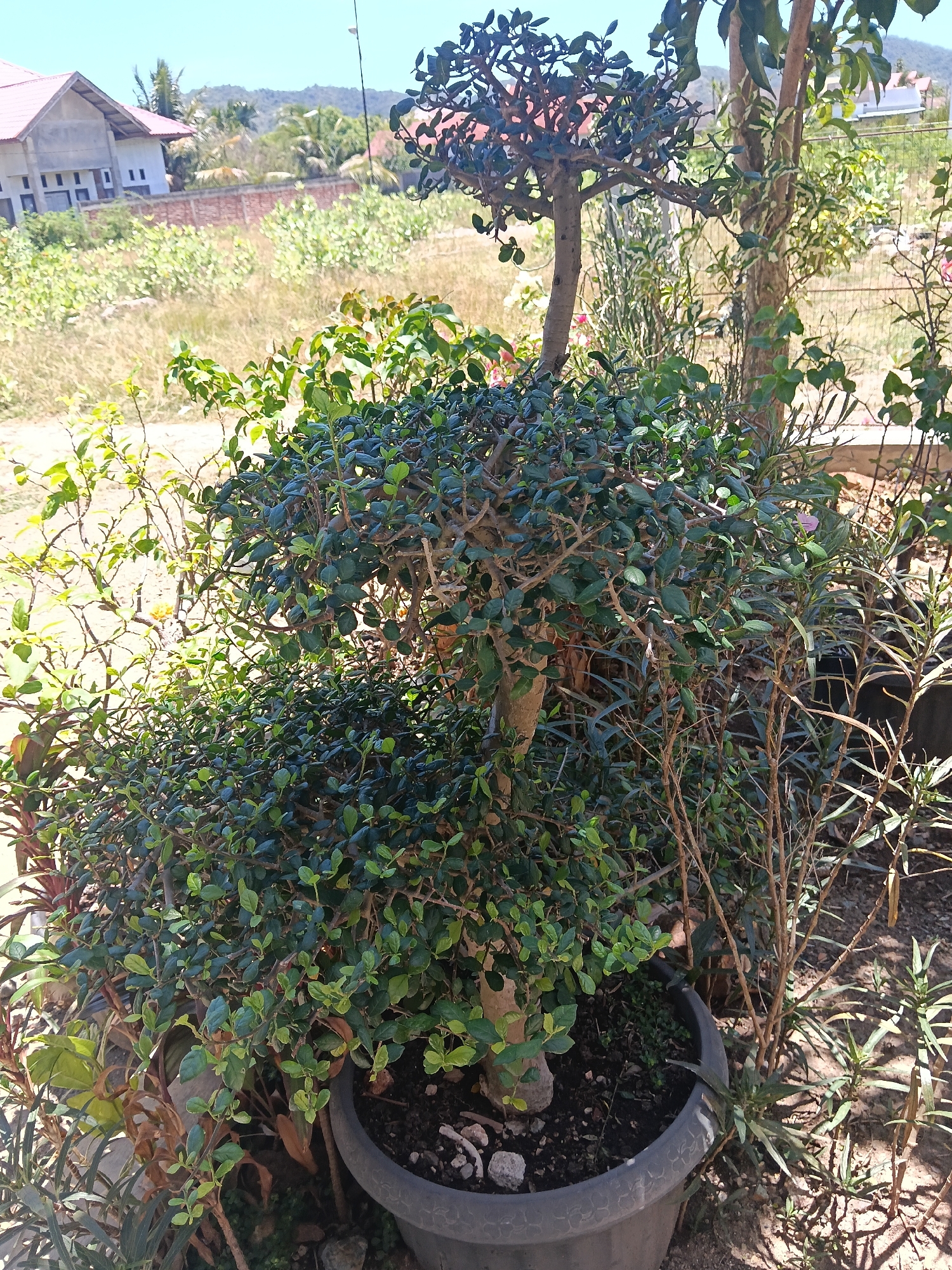 In Daroykameu, Indonesia, a bonsai tree with lush green leaves and intricate branches is displayed in a dark gray pot. The pot is positioned outdoors on sandy ground, surrounded by other plants and vegetation. In the background, a building with a red roof and a brick wall is visible, along with trees and hills under a clear blue sky.